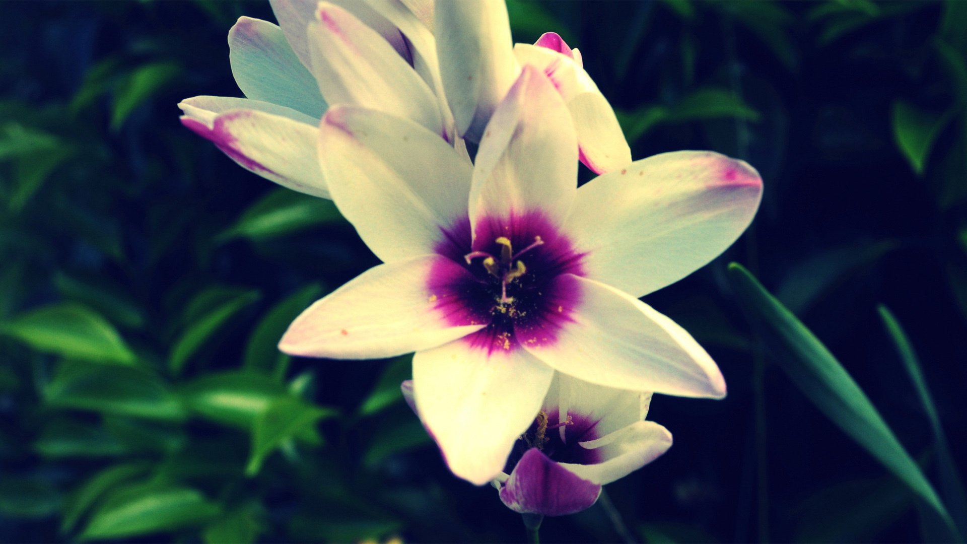 小清新,娇艳欲滴,花,儿童桌面专用