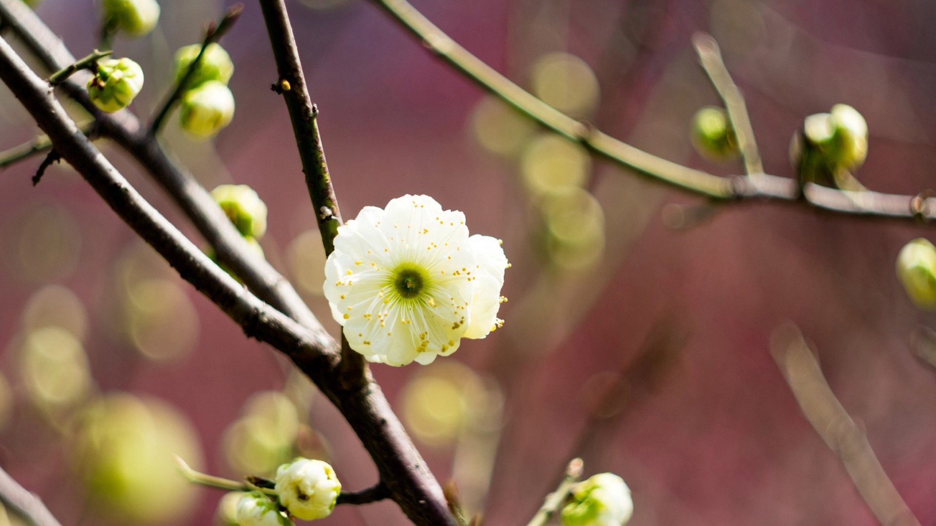 小清新,清新淡雅,花,儿童桌面专用