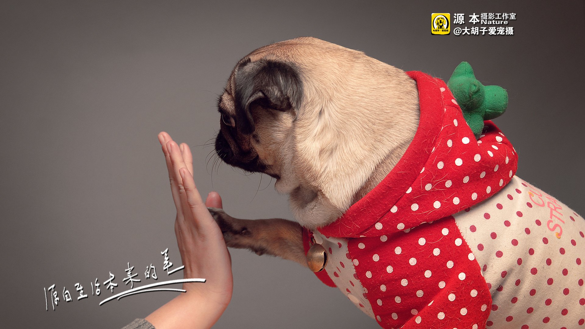 萌宠,狗,汪星人,古灵精怪,可爱,源本摄影,@大胡子爱宠摄,儿童桌面专用