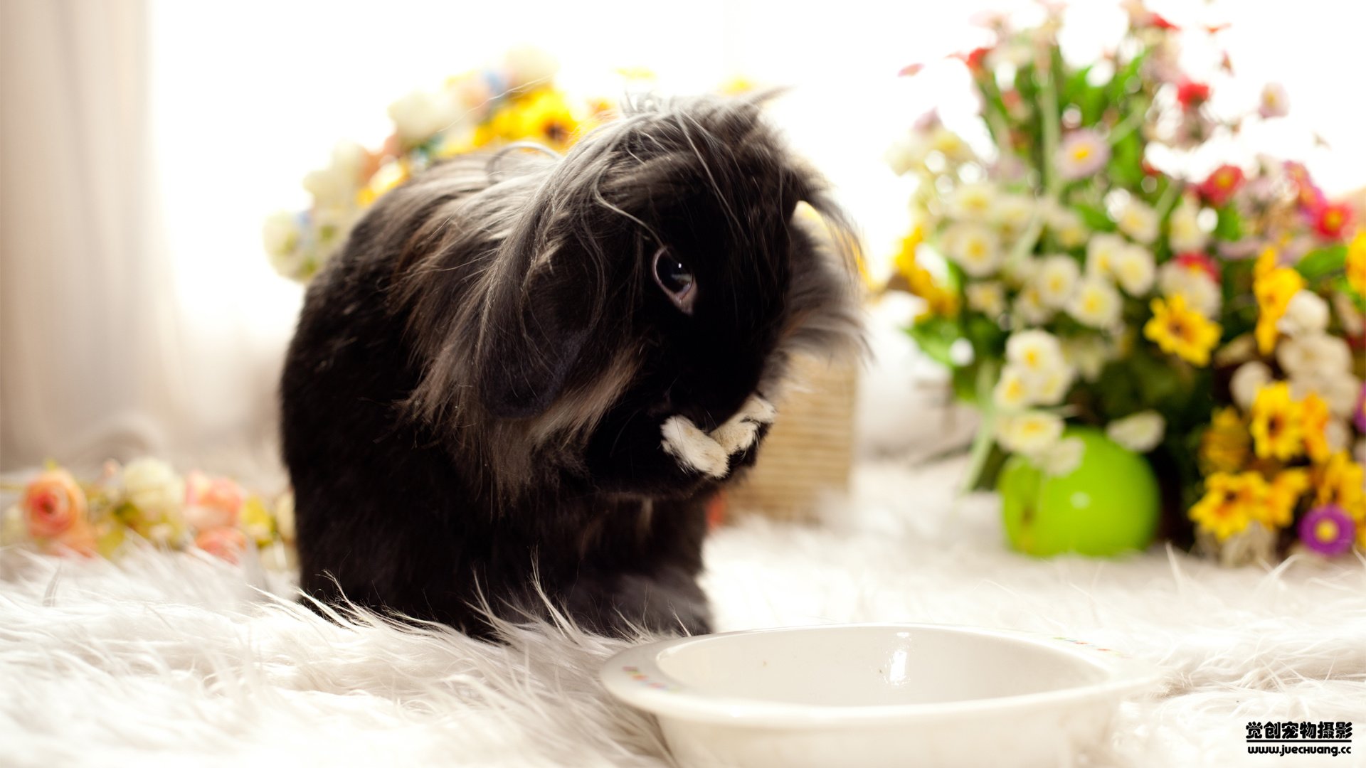 萌宠,野生动物,兔子,可爱,卖萌图,古灵精怪,觉创摄影,@觉创摄影,儿童桌面专用