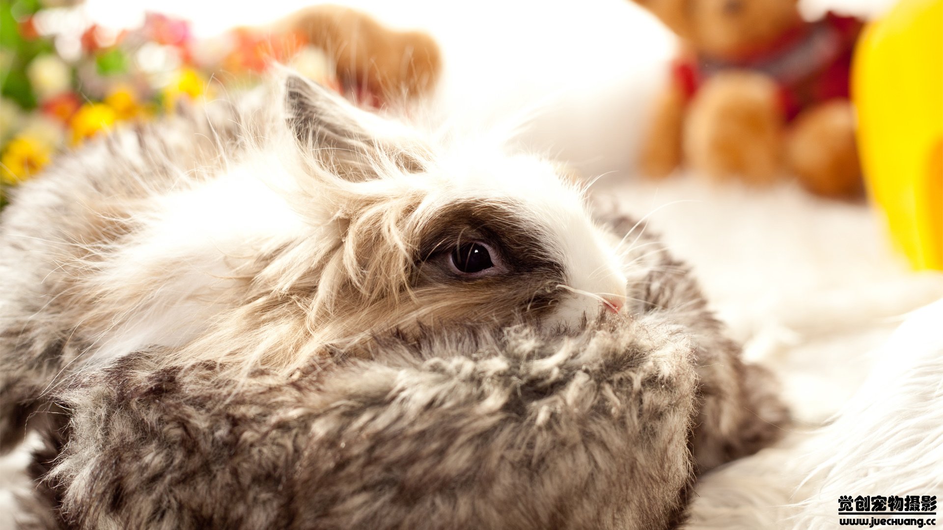 萌宠,野生动物,兔子,可爱,卖萌图,古灵精怪,觉创摄影,@觉创摄影,儿童桌面专用