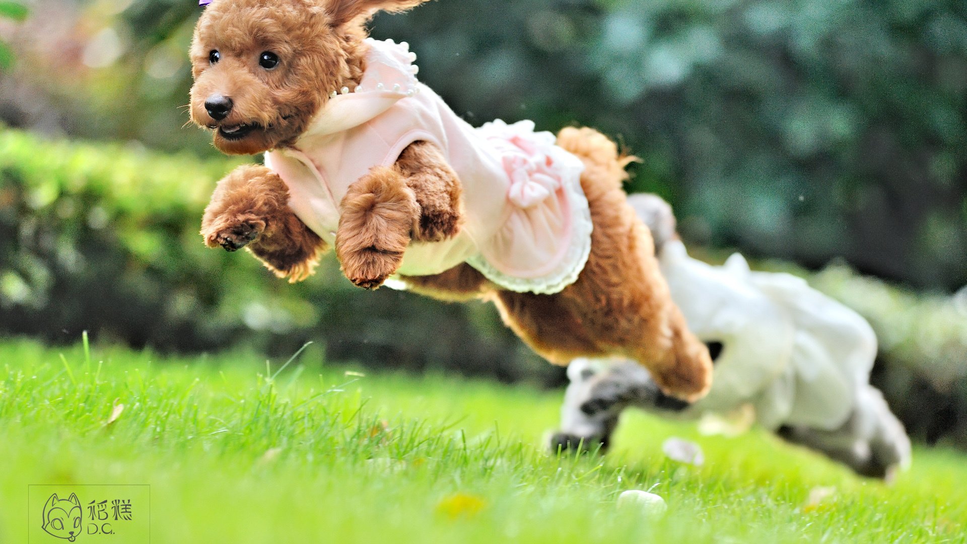 萌宠,稻糕摄影,狗,汪星人,古灵精怪,可爱,@稻糕DG宠物影像,儿童桌面专用