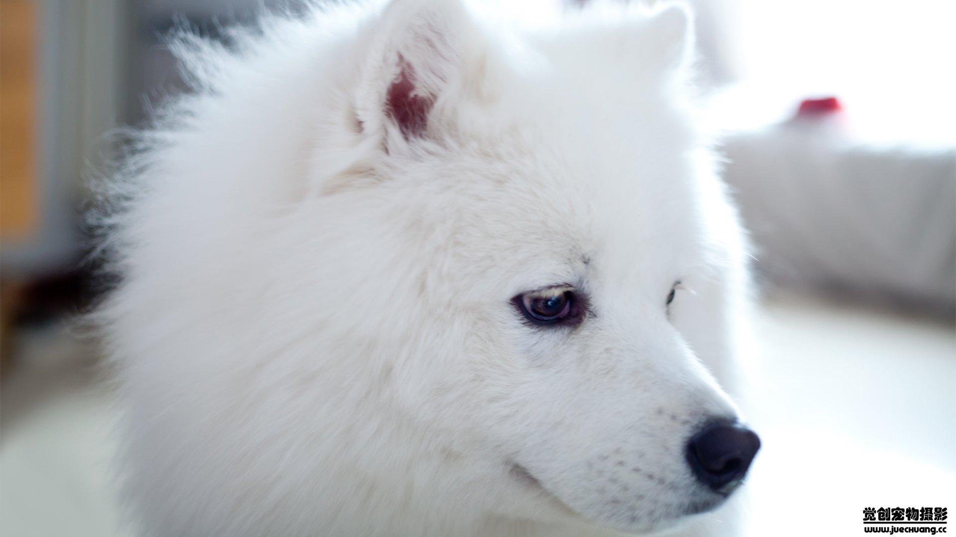 萌宠,觉创摄影,汪星人,狗,可爱,卖萌图,@觉创摄影,儿童桌面专用