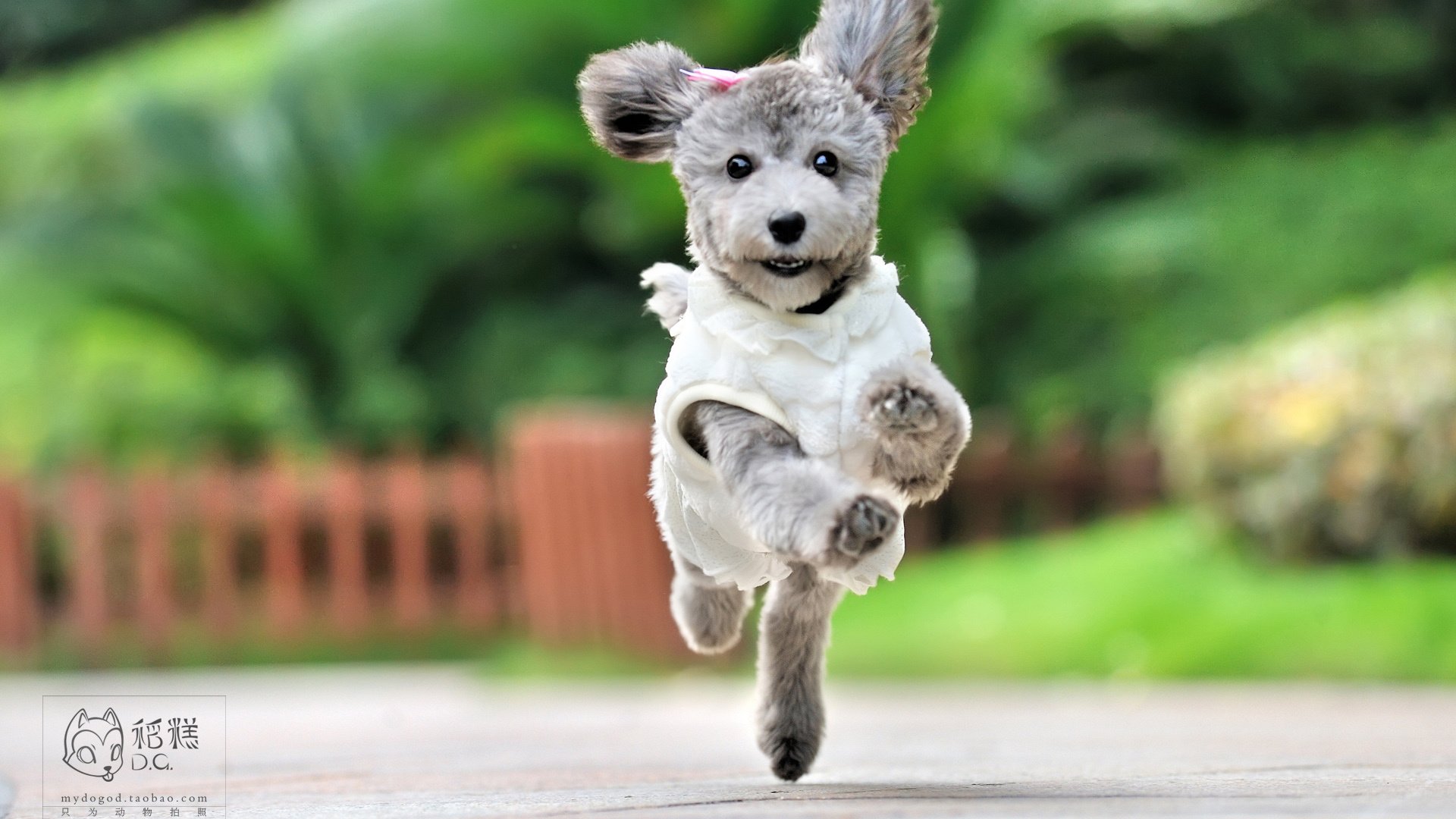 萌宠,稻糕摄影,狗,汪星人,古灵精怪,可爱,@稻糕DG宠物影像,儿童桌面专用