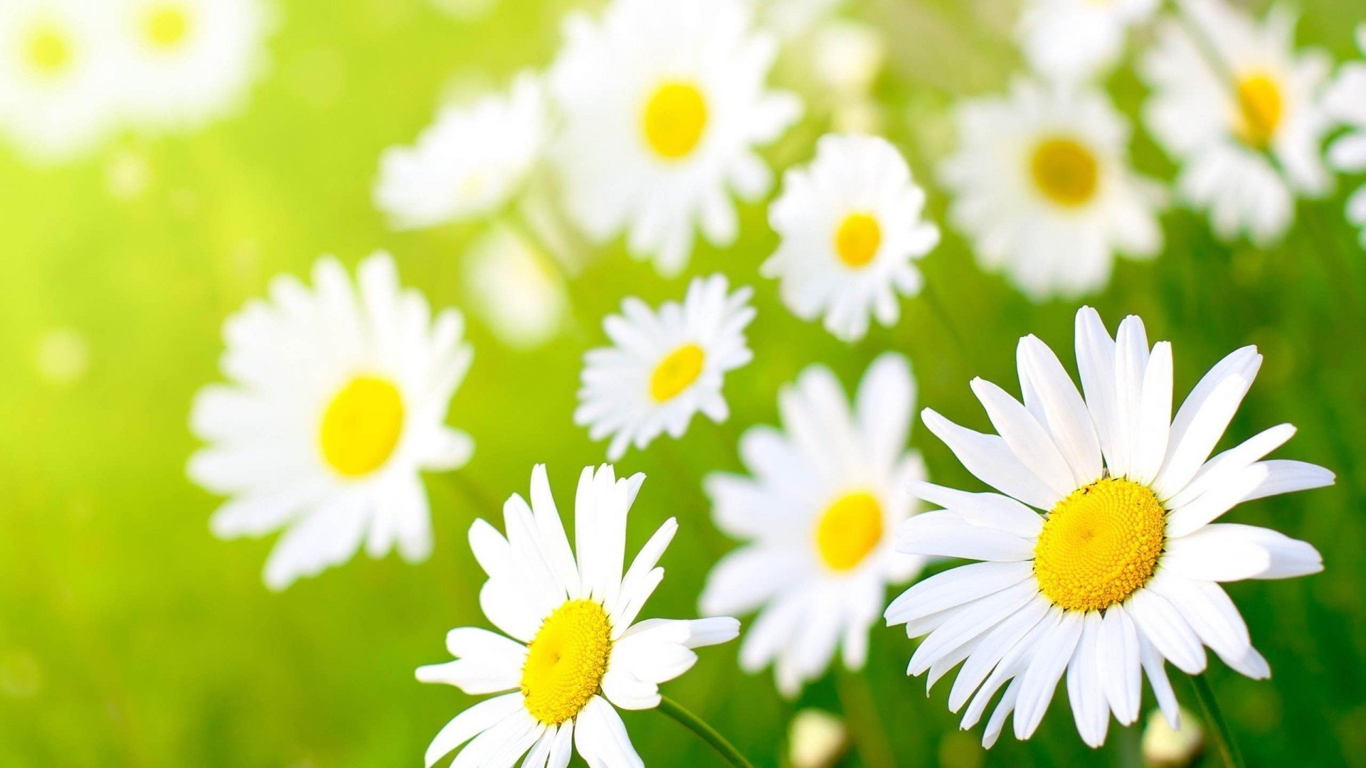 小清新,清新淡雅,娇艳欲滴,花,儿童桌面专用