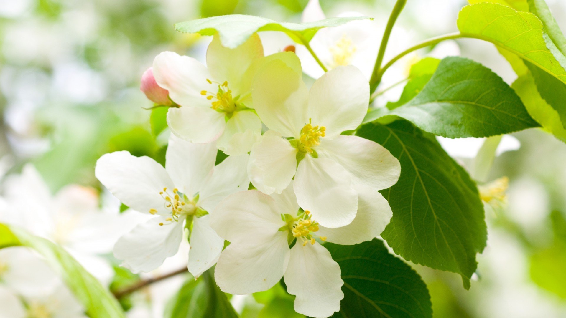 小清新,清新淡雅,花,儿童桌面专用