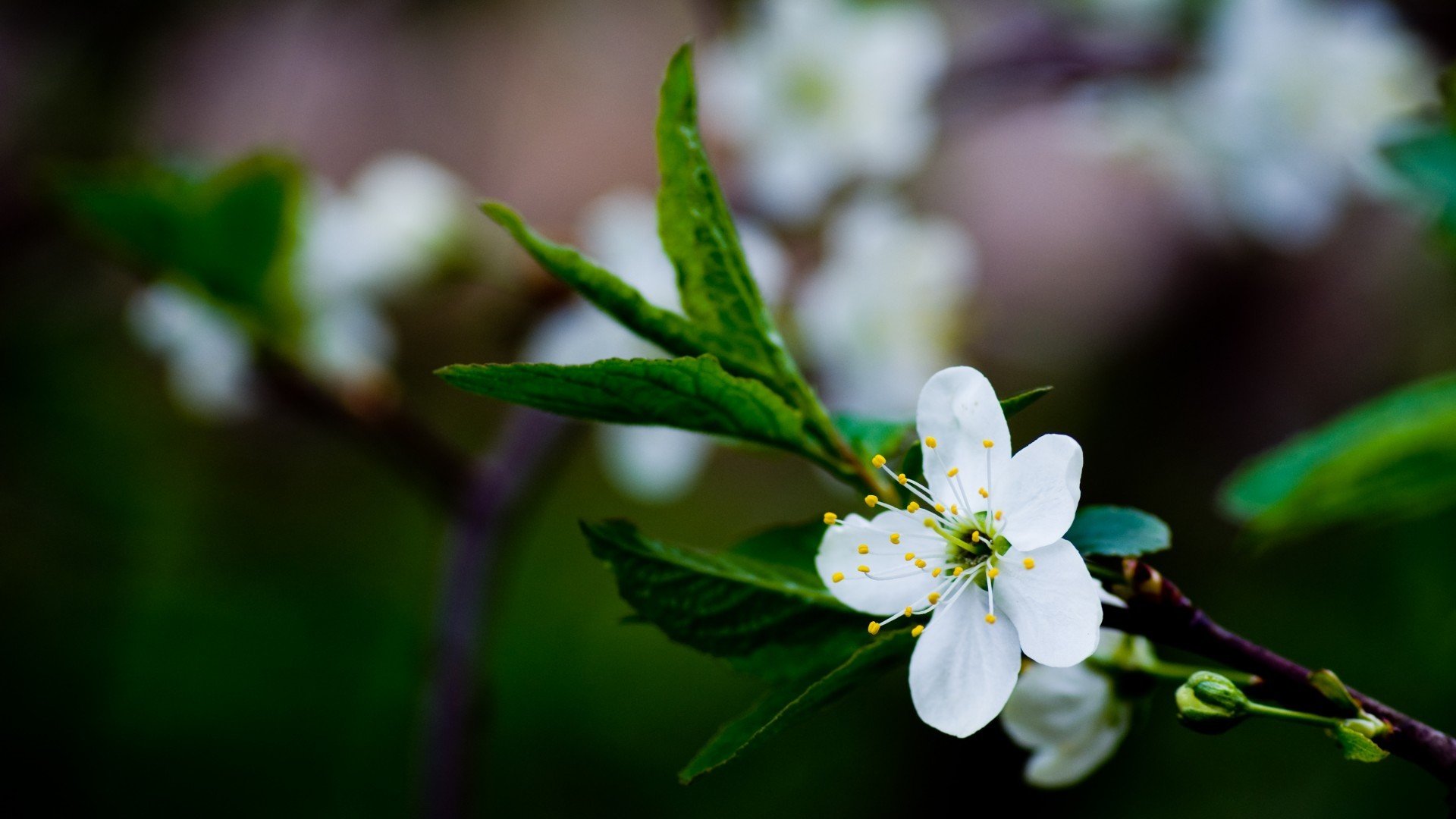 小清新,清新淡雅,花,儿童桌面专用