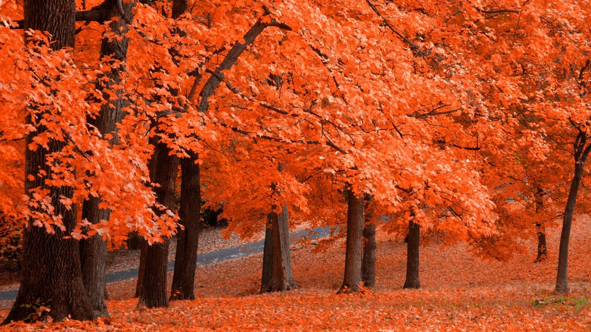 小清新,舒缓压力,枫叶,儿童桌面专用