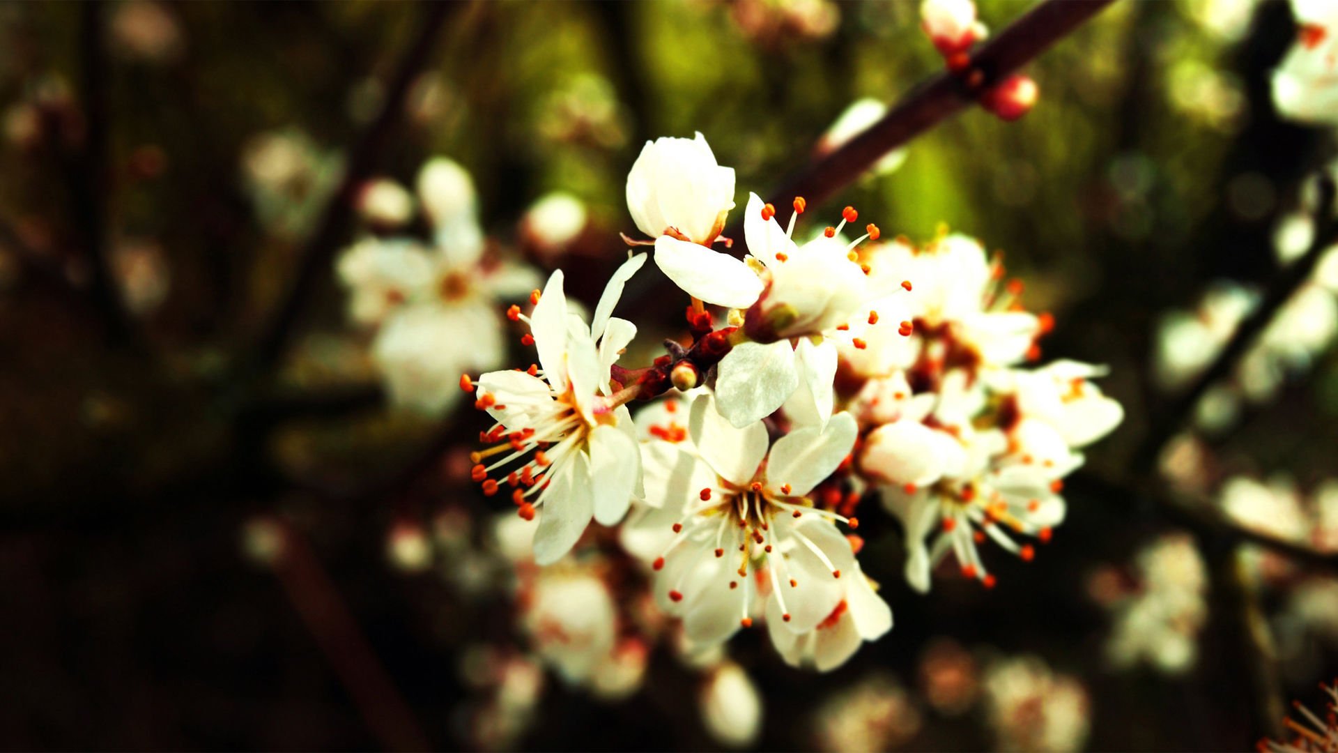 小清新,娇艳欲滴,花,儿童桌面专用