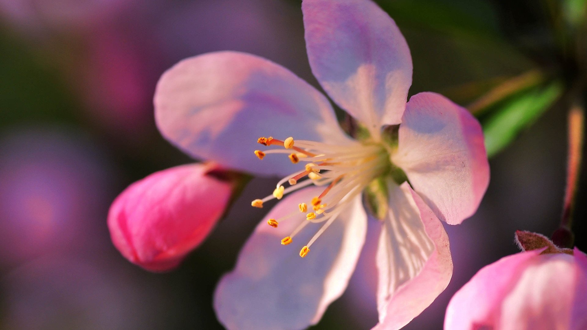 小清新,娇艳欲滴,花,儿童桌面专用