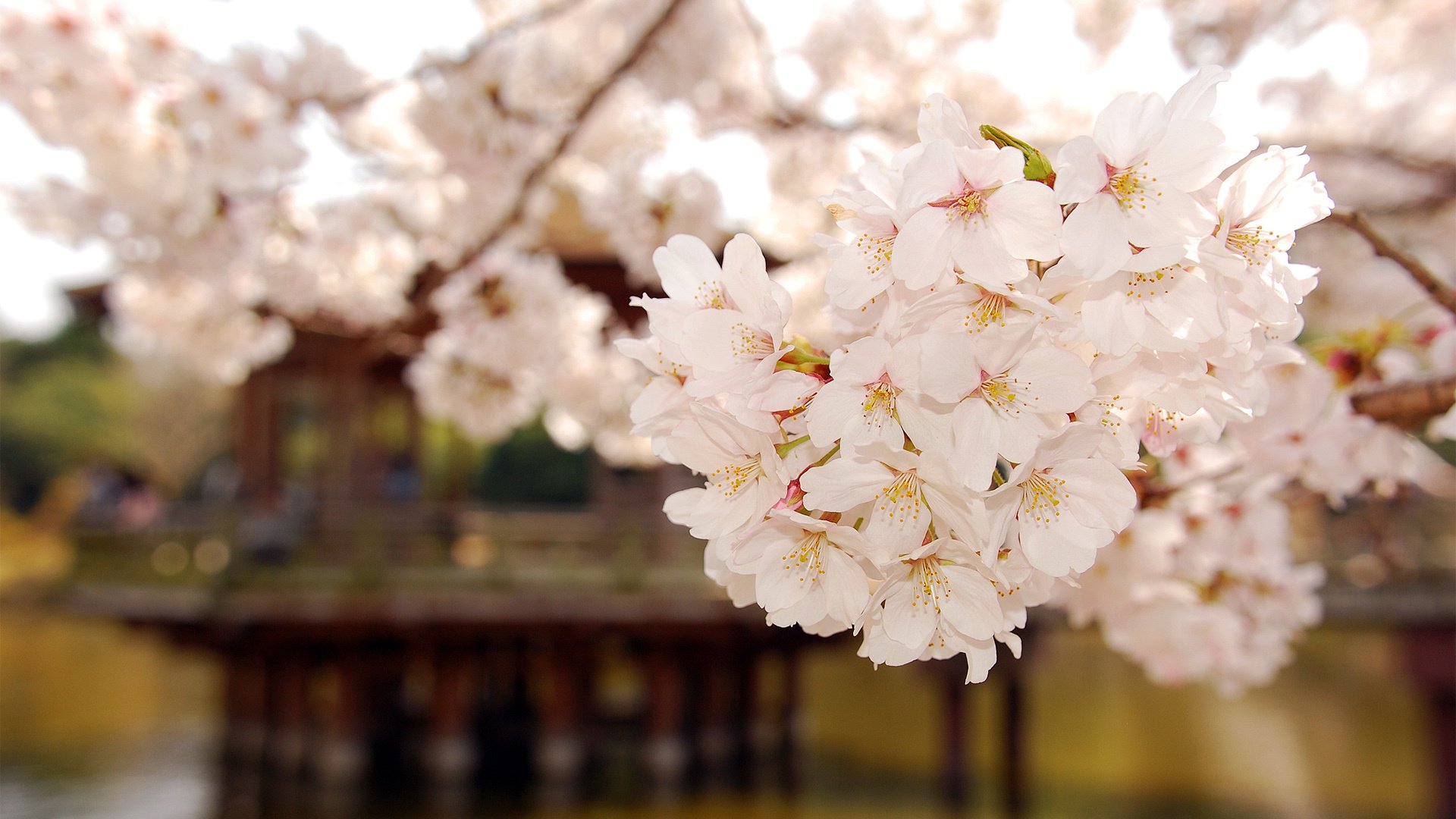 小清新,清新淡雅,温馨一刻,娇艳欲滴,儿童桌面专用