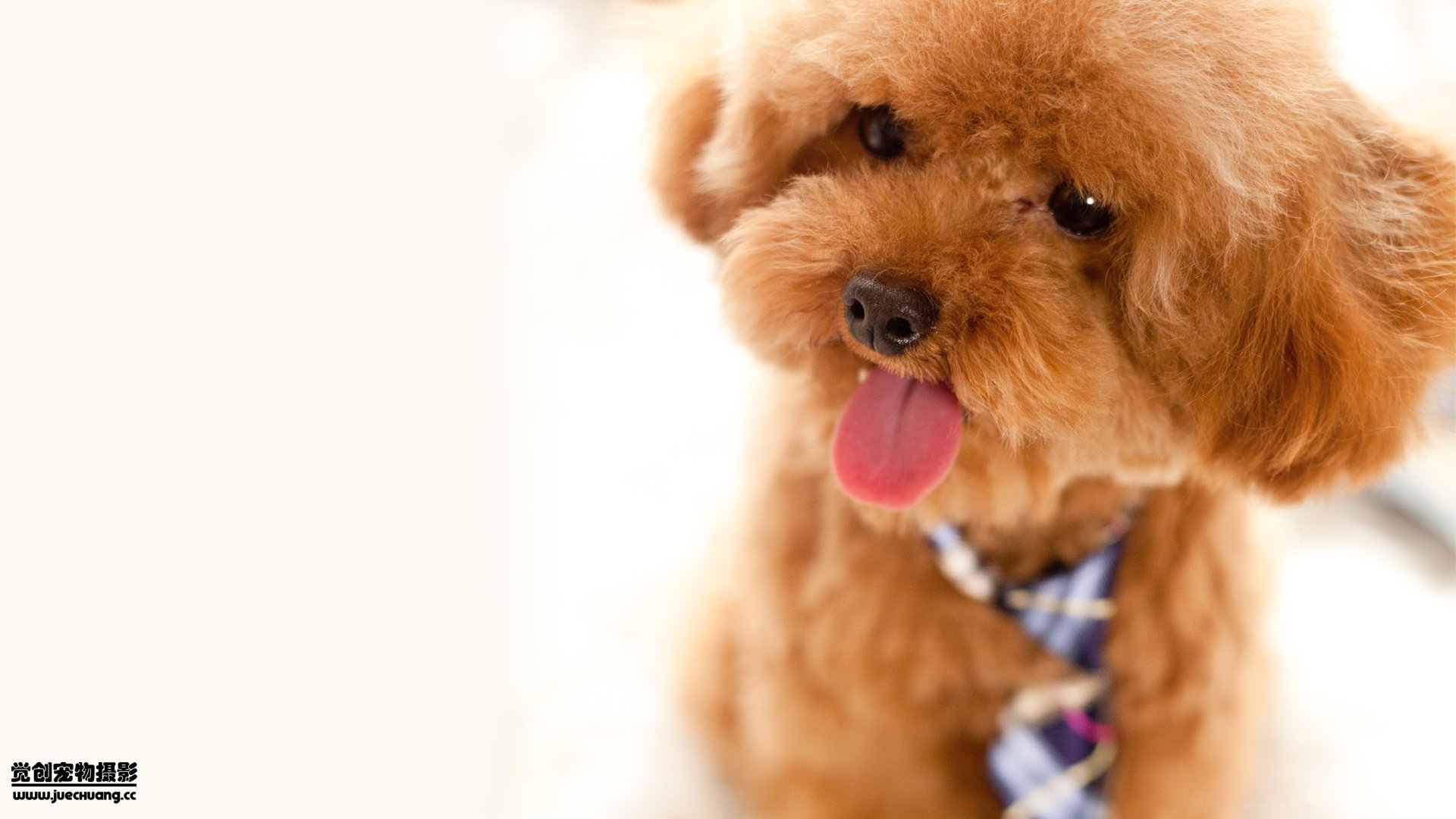 萌宠,觉创摄影,汪星人,狗,可爱,卖萌图,@觉创摄影,儿童桌面专用