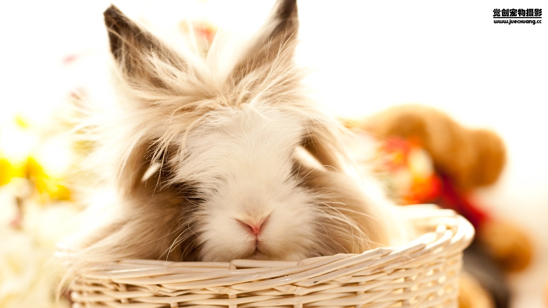 萌宠,觉创摄影,野生动物,兔子,可爱,卖萌图,@觉创摄影,儿童桌面专用