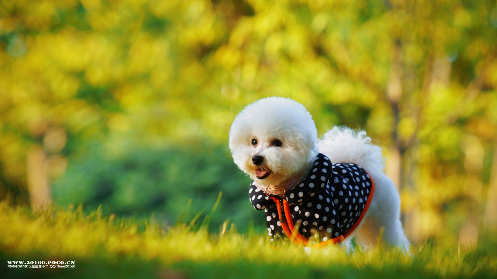 萌宠,狗,汪星人,卖萌图,古灵精怪,可爱,火柴摄影,独家首发,@摄影师火柴店的小二,儿童桌面专用