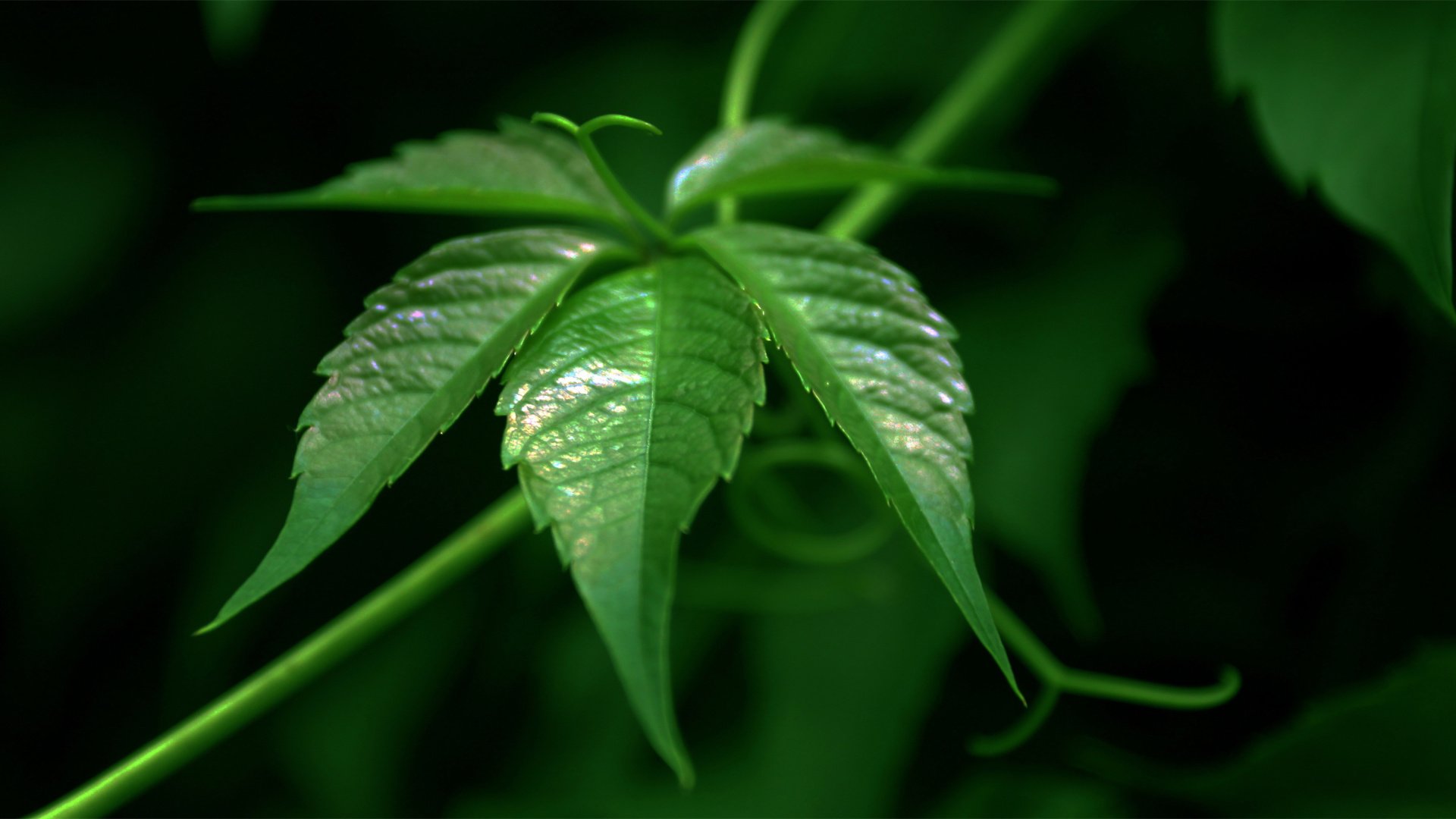 小清新,舒缓压力,护眼壁纸,儿童桌面专用