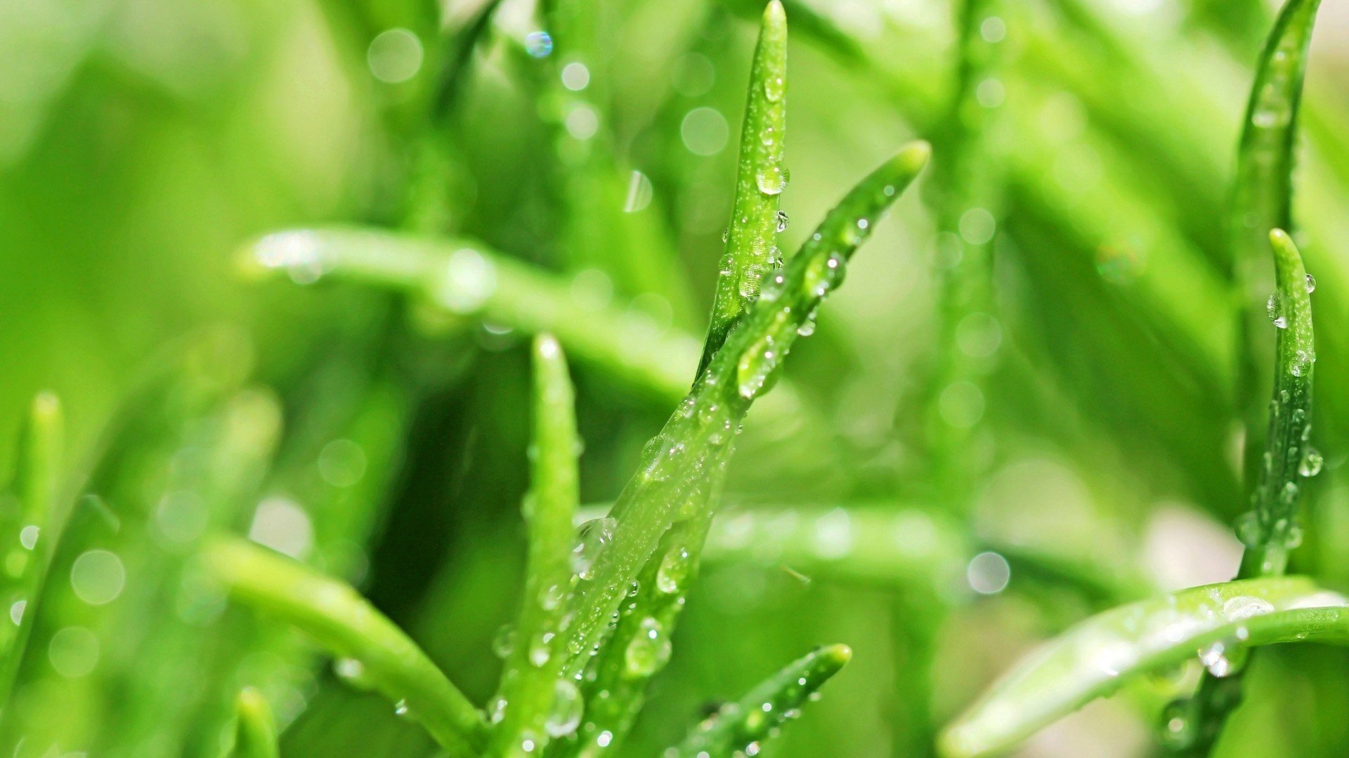 小清新,护眼壁纸,清新淡雅,儿童桌面专用