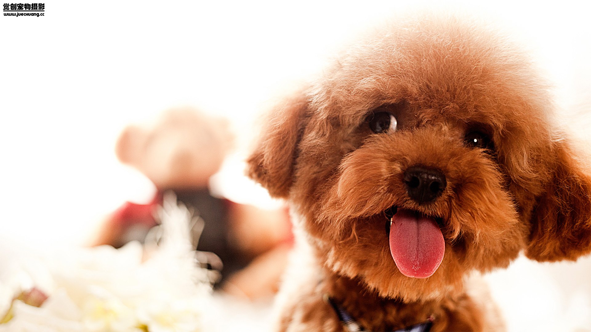 萌宠,觉创摄影,汪星人,狗,可爱,卖萌图,@觉创摄影,儿童桌面专用