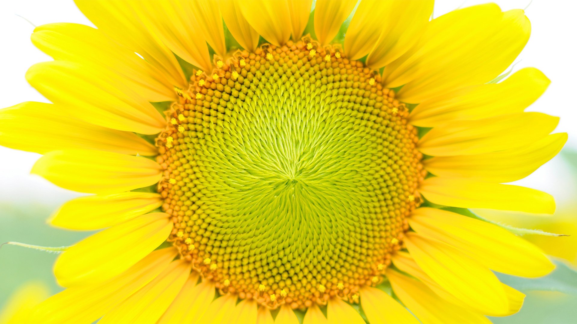 小清新,娇艳欲滴,花,儿童桌面专用