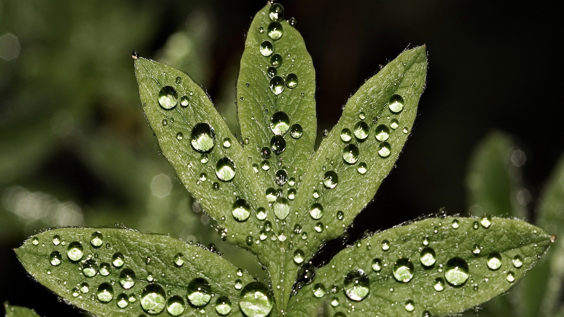 小清新,护眼壁纸,清新淡雅,叶,儿童桌面专用