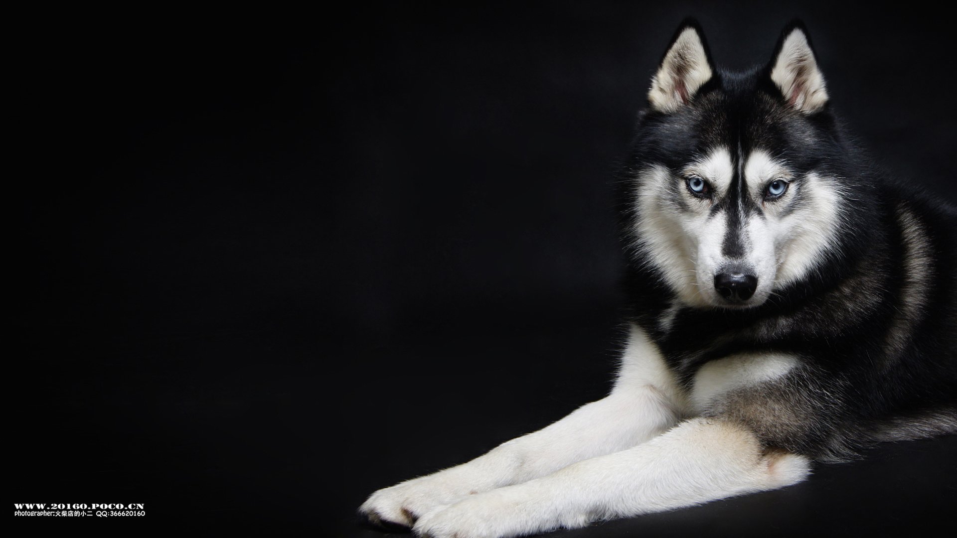 萌宠,狗,汪星人,卖萌图,古灵精怪,可爱,火柴摄影,独家首发,@摄影师火柴店的小二,儿童桌面专用