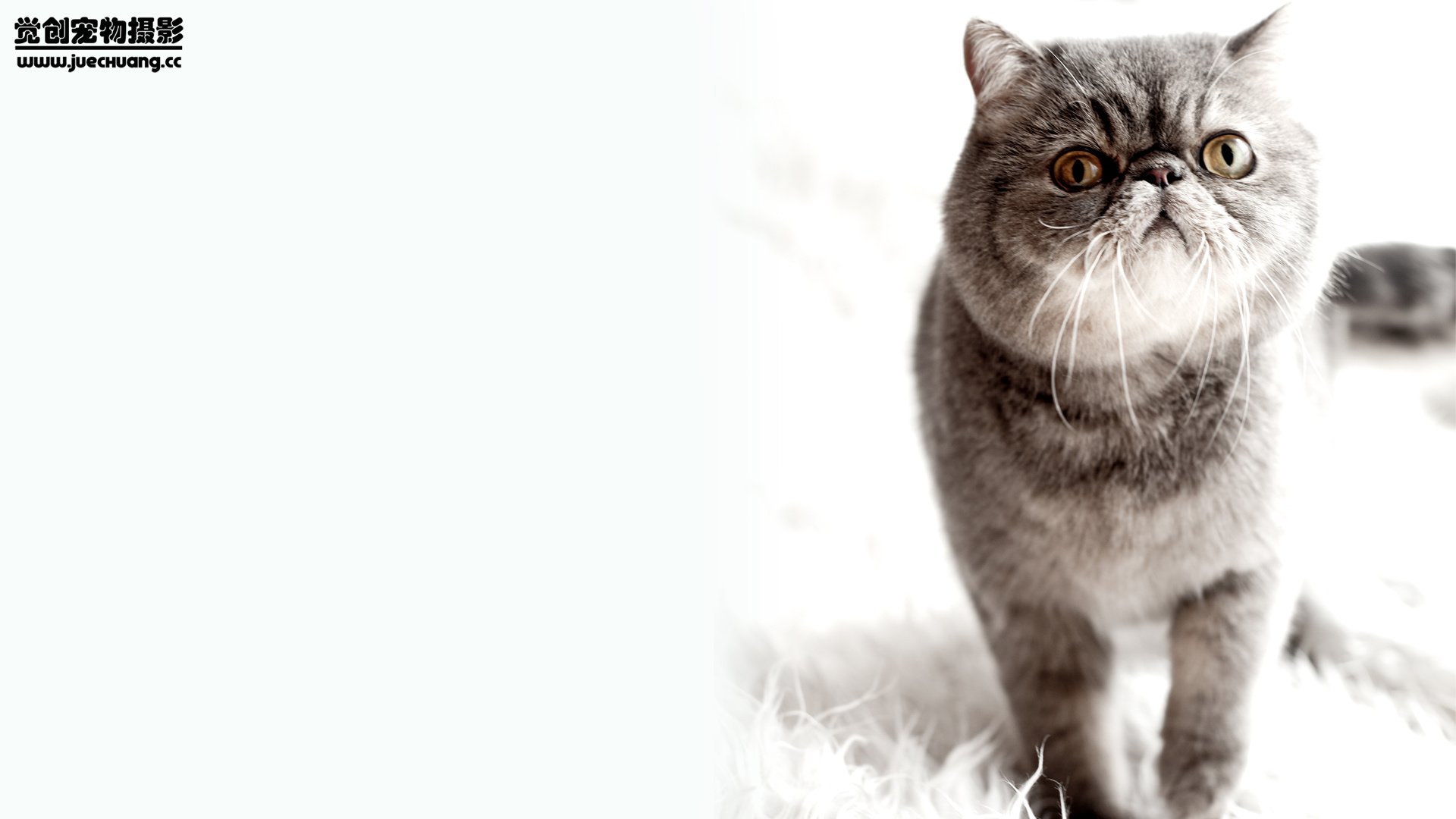 萌宠,喵星人,喵,可爱,卖萌图,古灵精怪,觉创摄影,@觉创摄影,儿童桌面专用