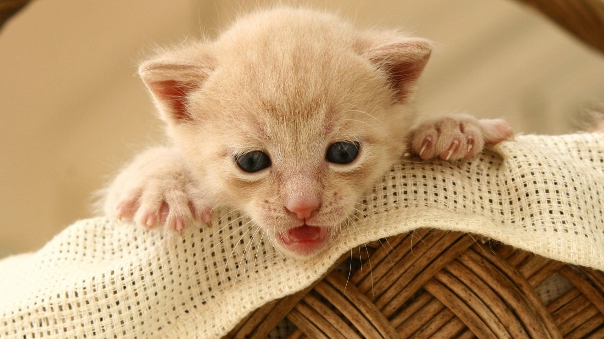 萌宠,喵星人,猫,古灵精怪,可爱,卖萌,宠物,儿童桌面专用