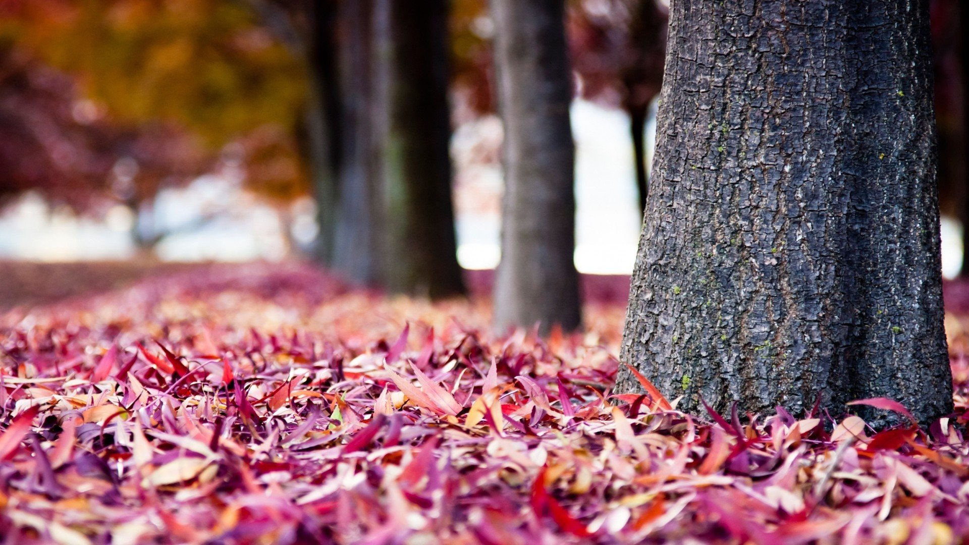 小清新,娇艳欲滴,枫叶,儿童桌面专用