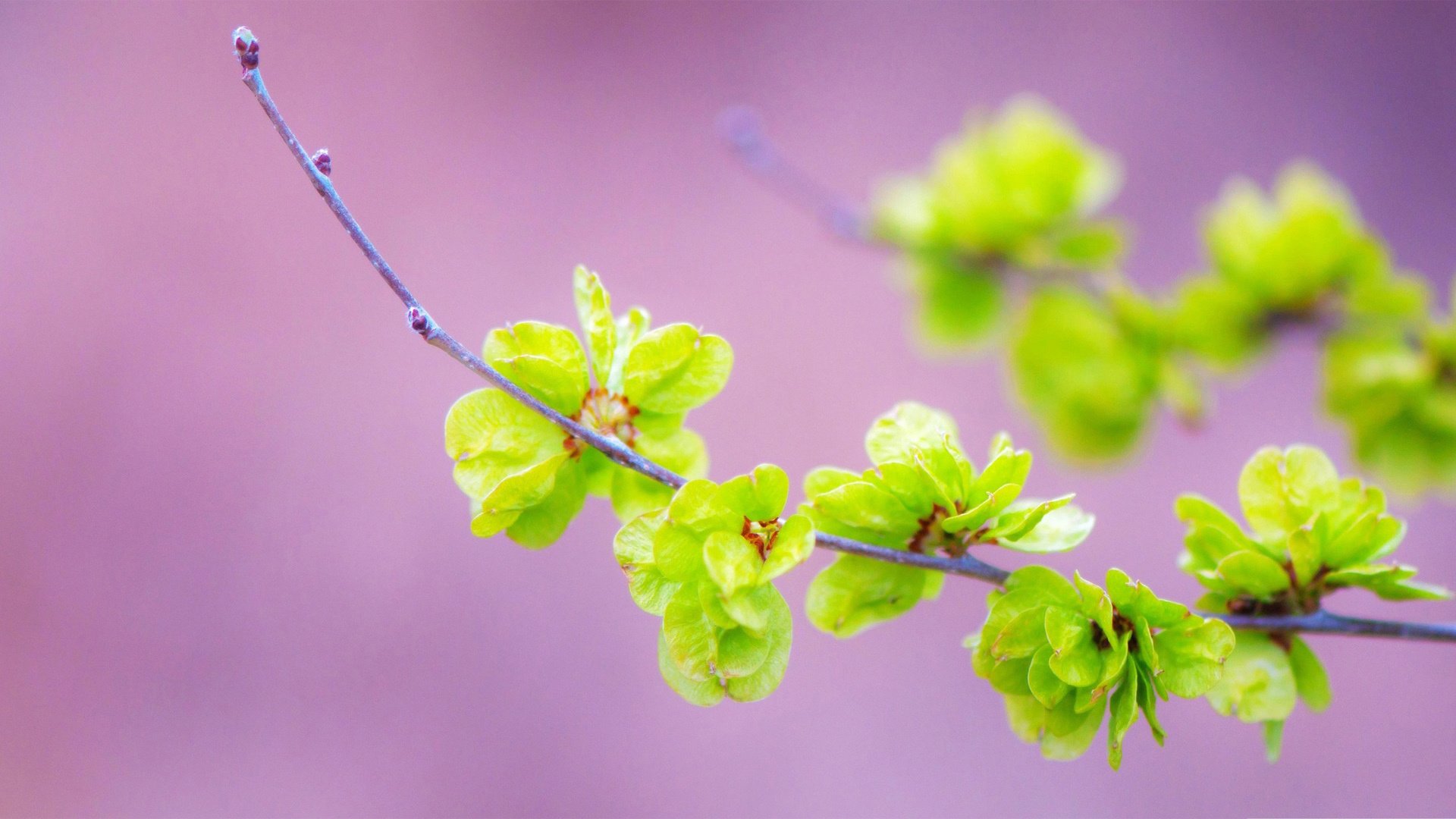 小清新,舒缓压力,护眼壁纸,儿童桌面专用