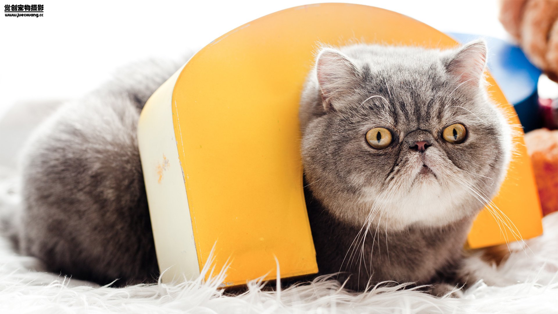 萌宠,觉创摄影,喵星人,喵,可爱,卖萌图,@觉创摄影,儿童桌面专用