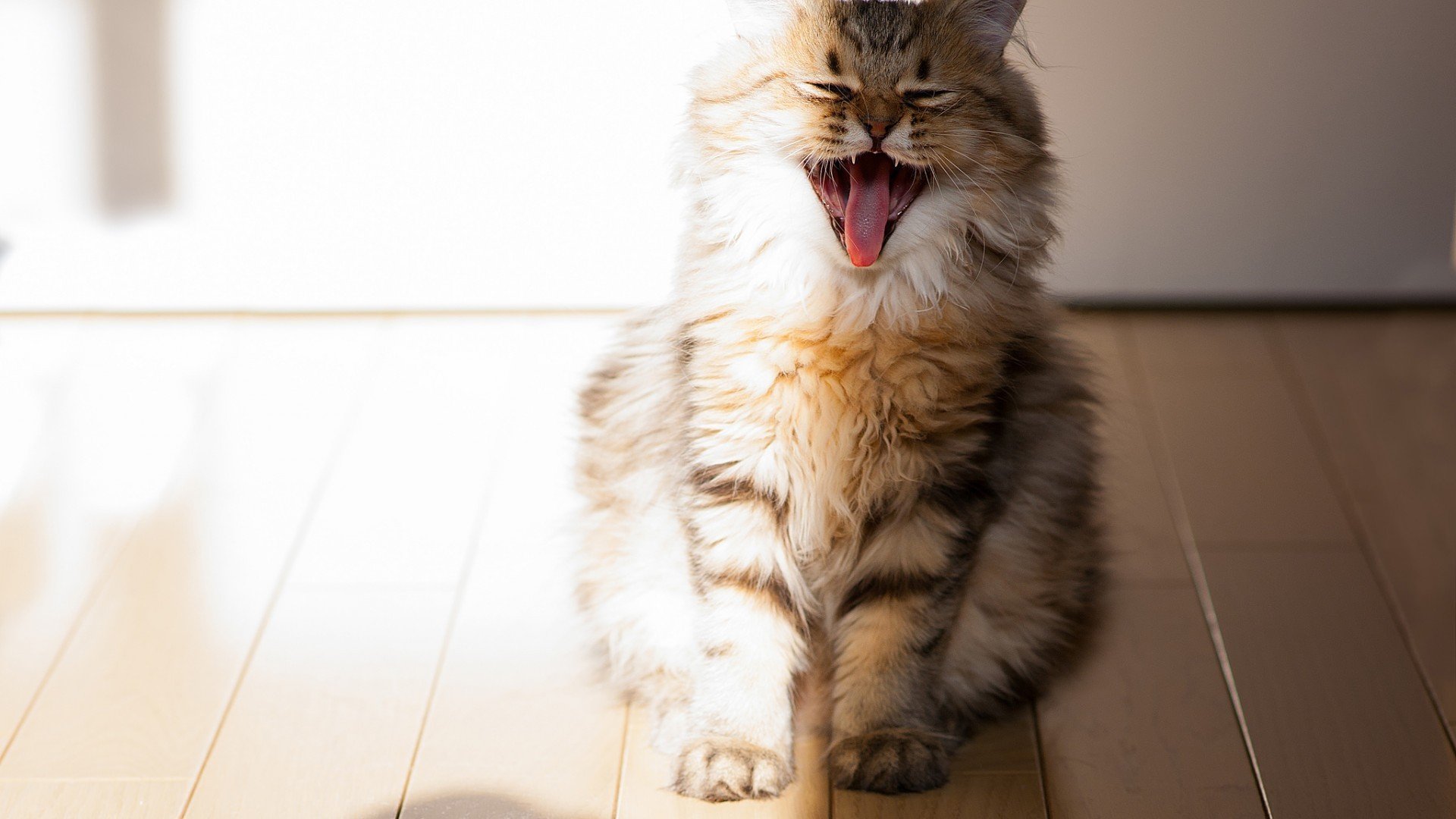 萌宠,喵星人,猫,古灵精怪,可爱,卖萌,宠物,儿童桌面专用