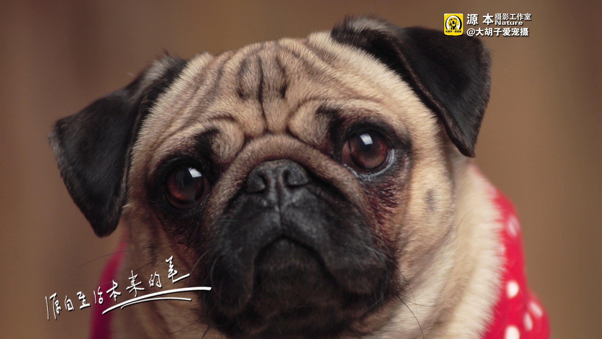 萌宠,狗,汪星人,古灵精怪,可爱,源本摄影,@大胡子爱宠摄,儿童桌面专用