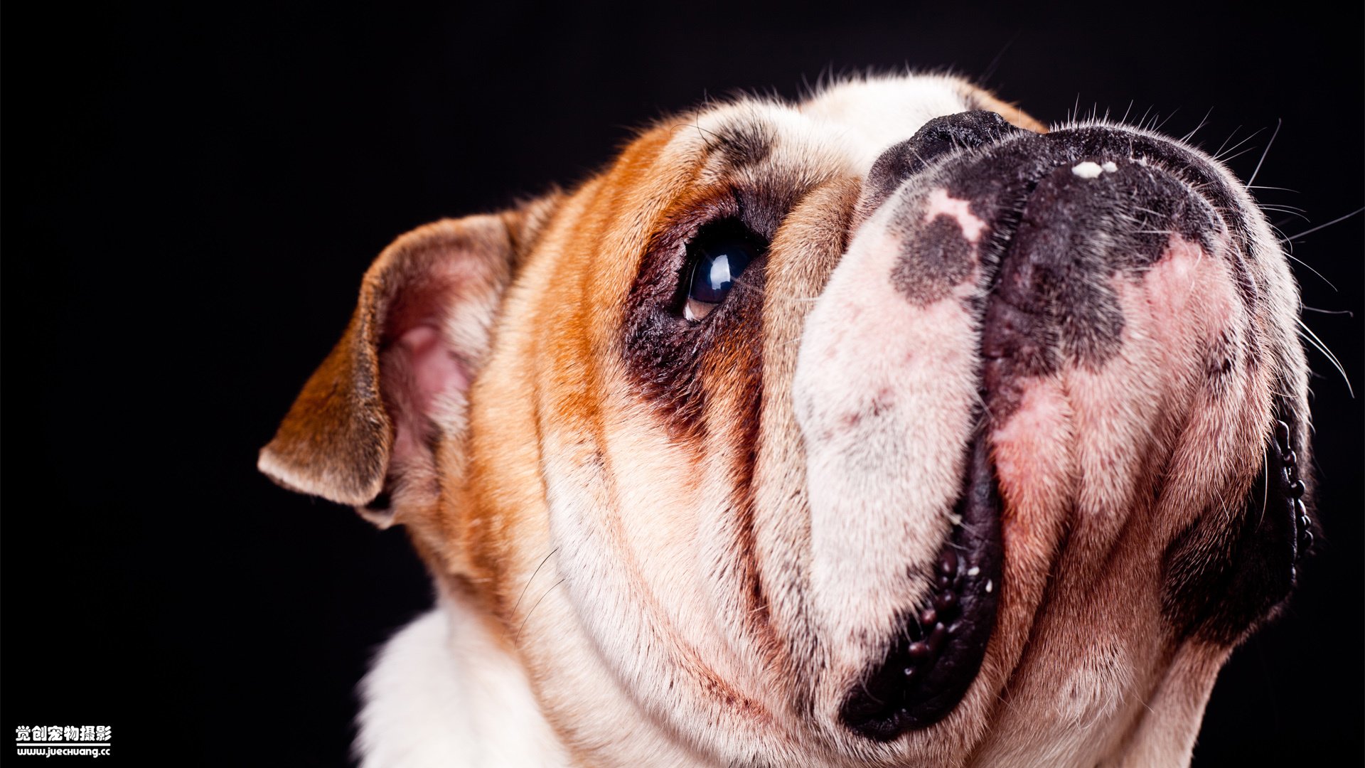 萌宠,觉创摄影,汪星人,狗,可爱,卖萌图,@觉创摄影,儿童桌面专用