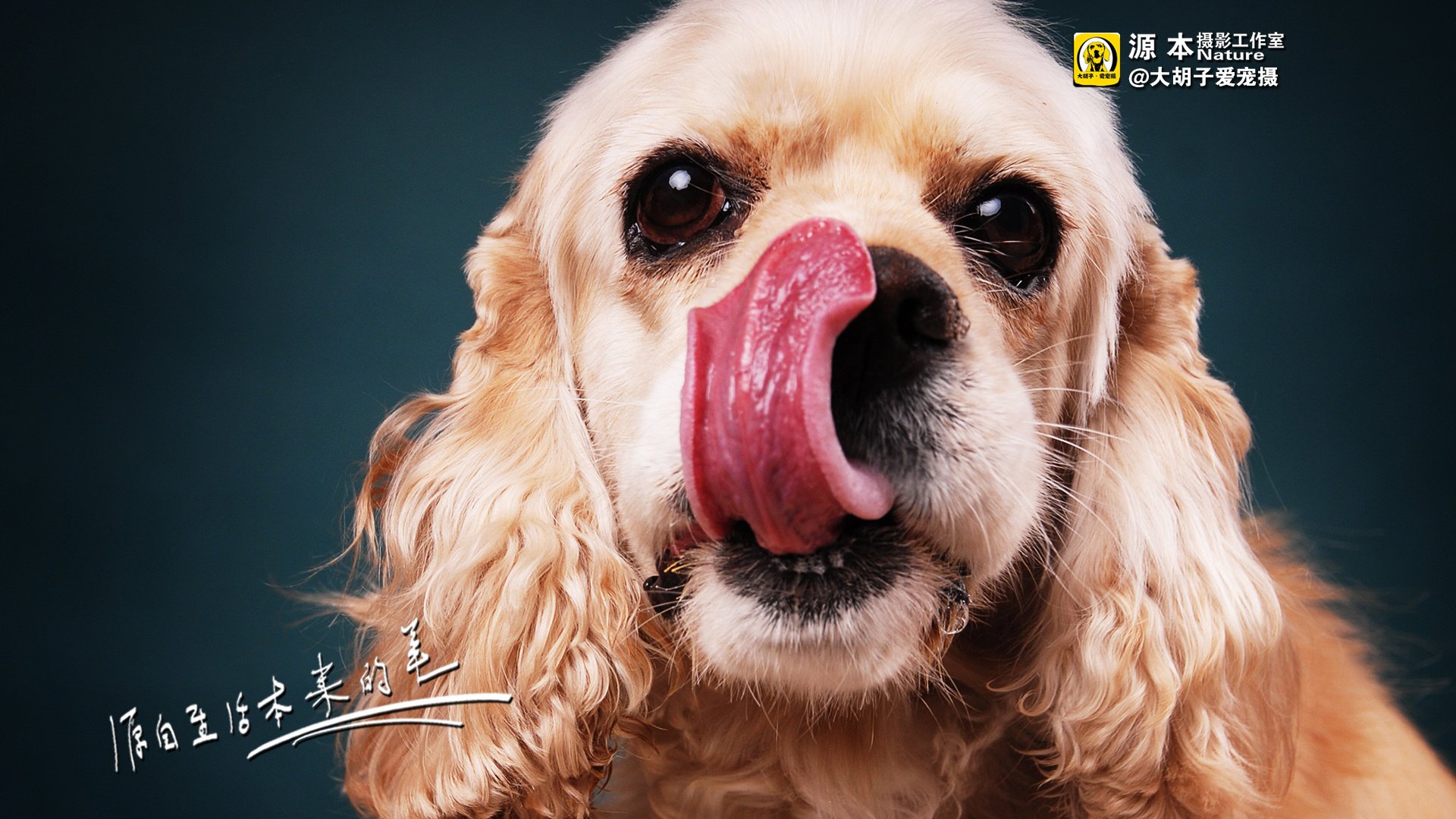 萌宠,狗,汪星人,卖萌图,可爱,古灵精怪,独家首发,源本摄影,@大胡子爱宠摄,儿童桌面专用