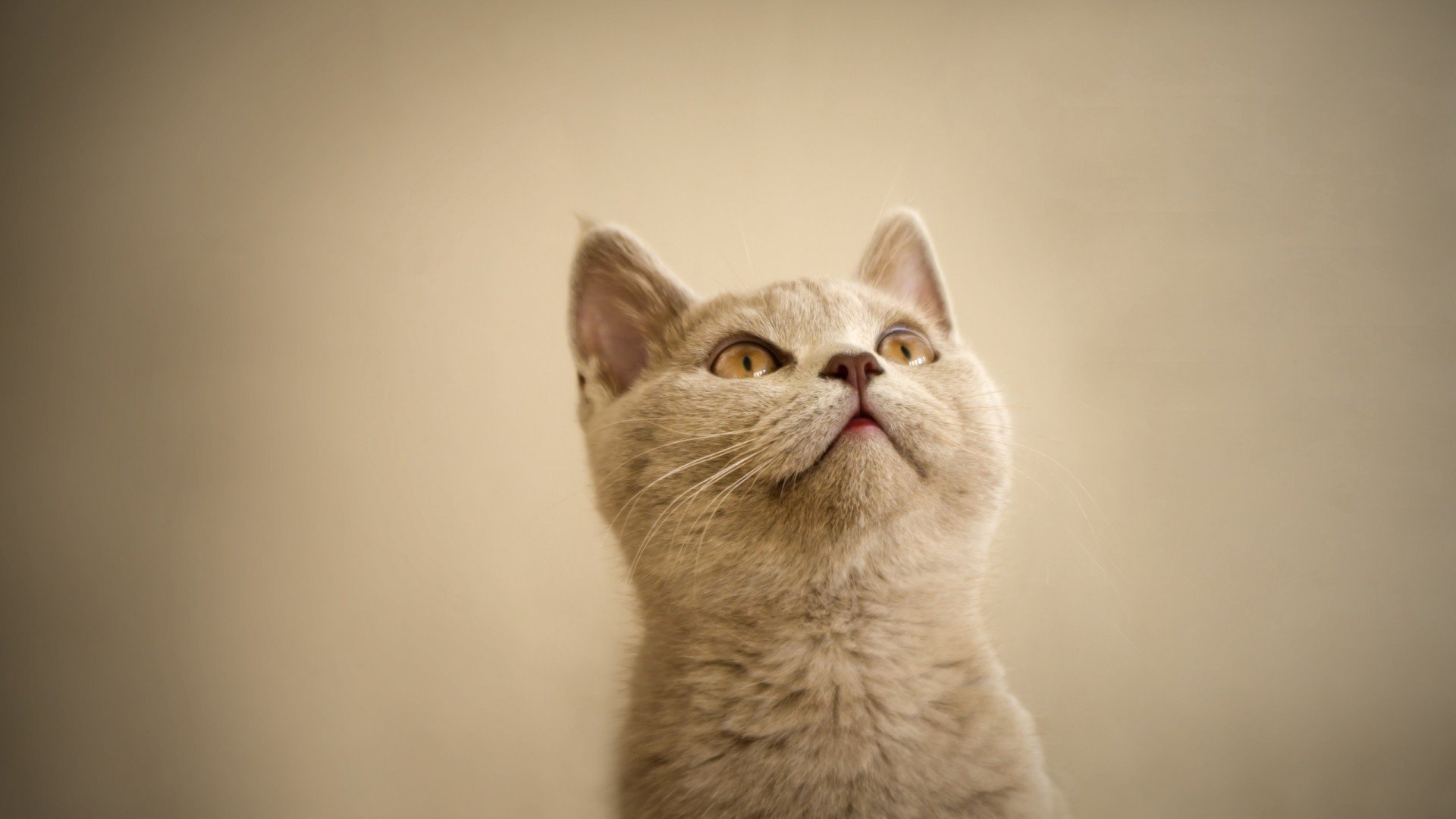 萌宠,喵星人,猫,古灵精怪,可爱,卖萌,宠物,儿童桌面专用