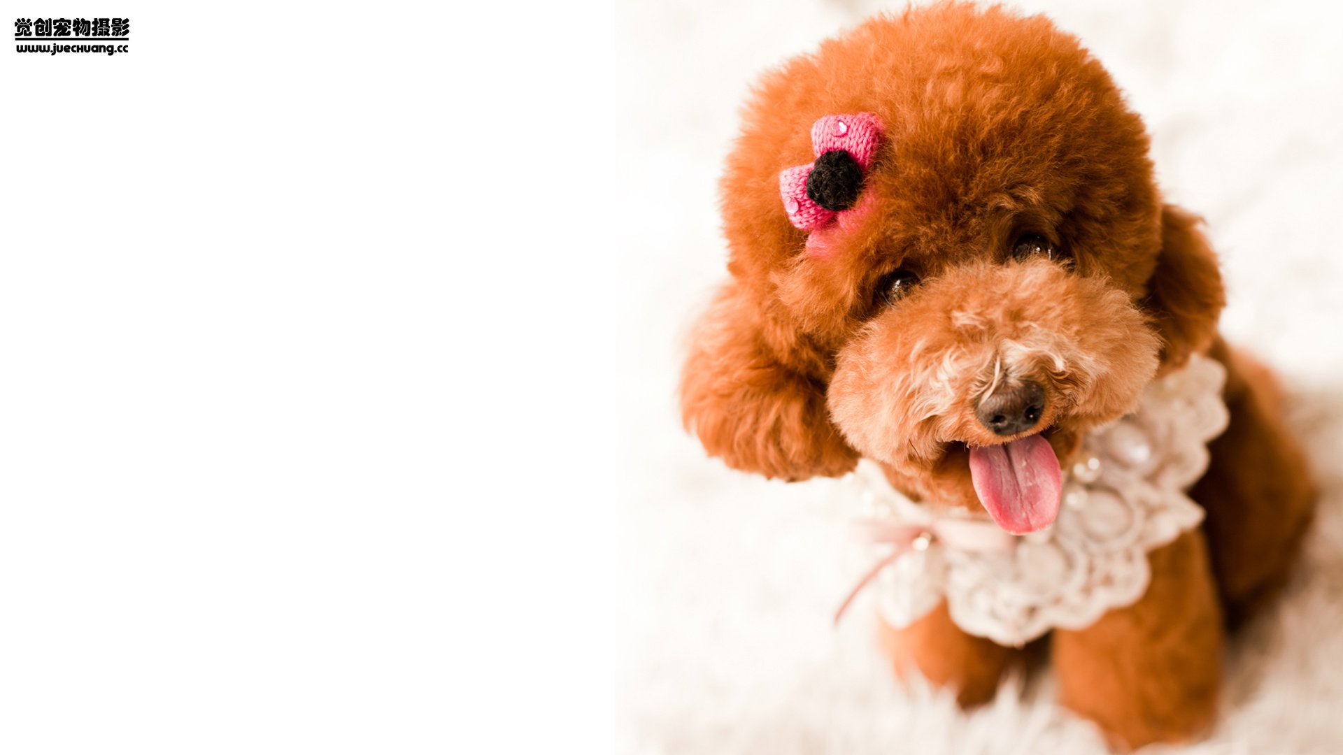 萌宠,觉创摄影,汪星人,狗,可爱,卖萌图,@觉创摄影,儿童桌面专用