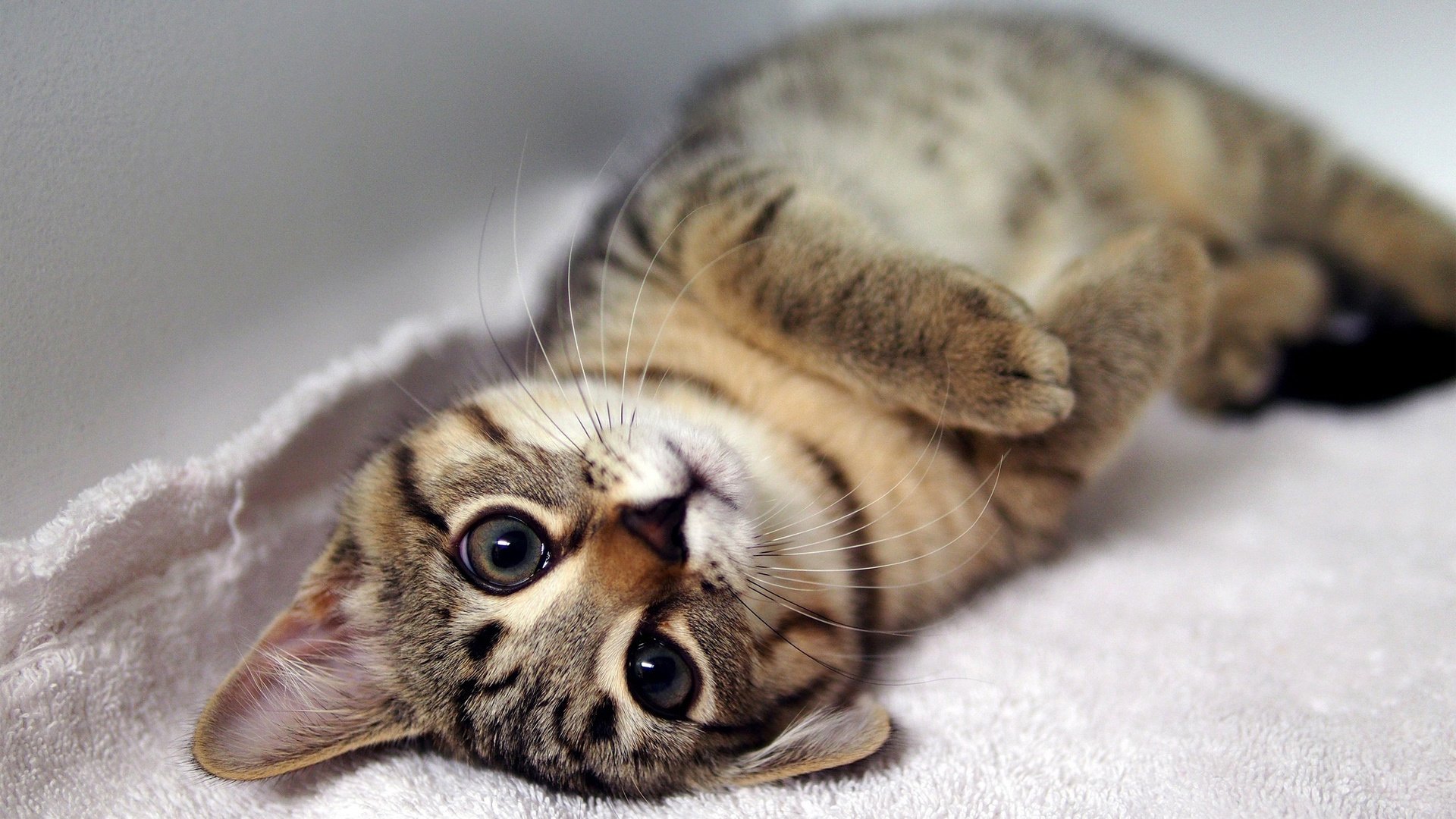 萌宠,喵星人,猫,卖萌图,可爱,古灵精怪,儿童桌面专用