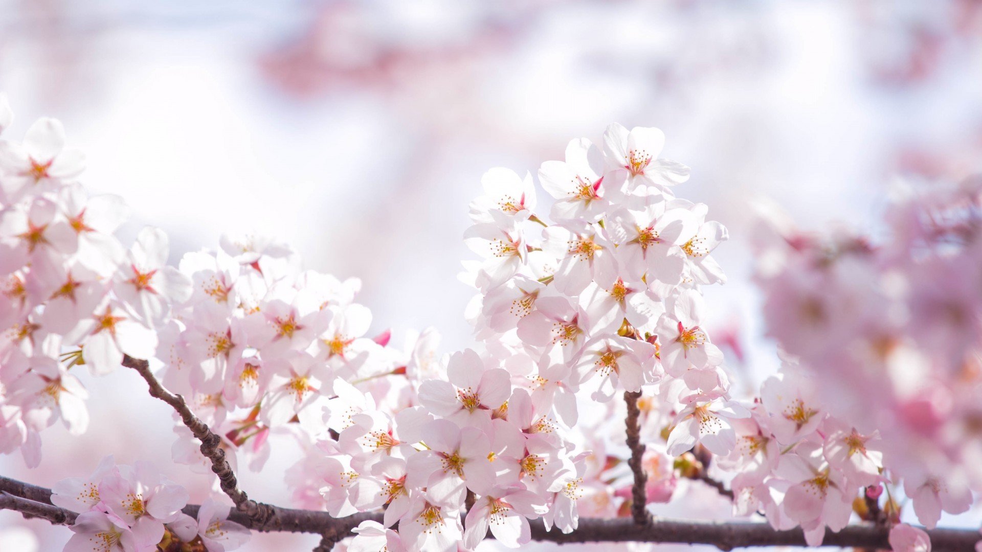 小清新,娇艳欲滴,花,儿童桌面专用