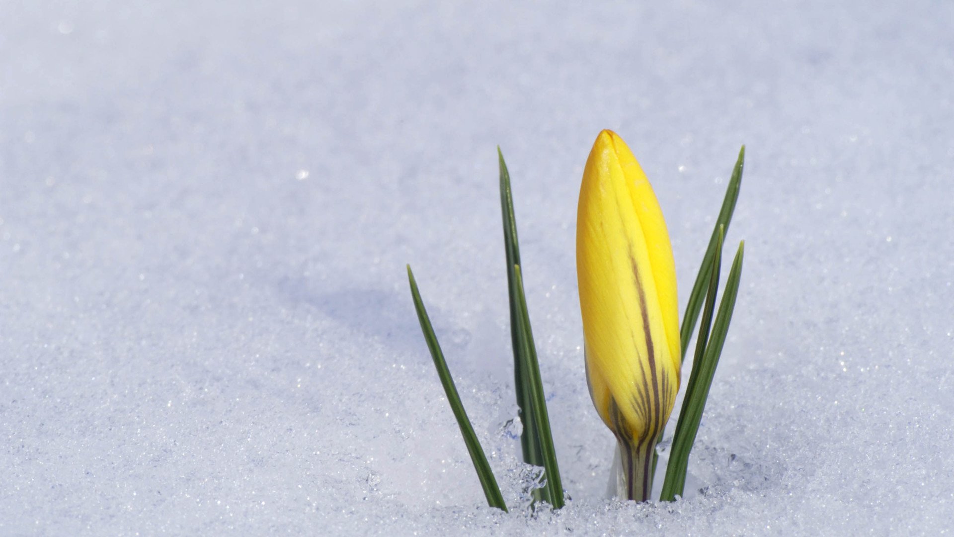 小清新,娇艳欲滴,花,儿童桌面专用