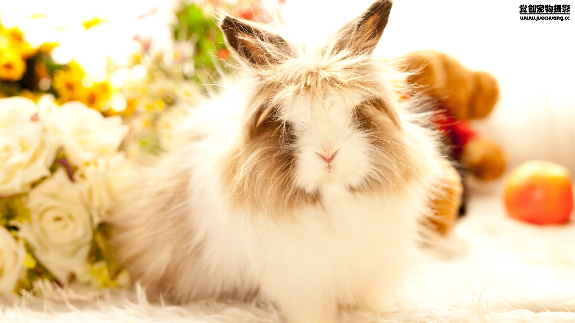 萌宠,觉创摄影,野生动物,兔子,可爱,卖萌图,@觉创摄影,儿童桌面专用