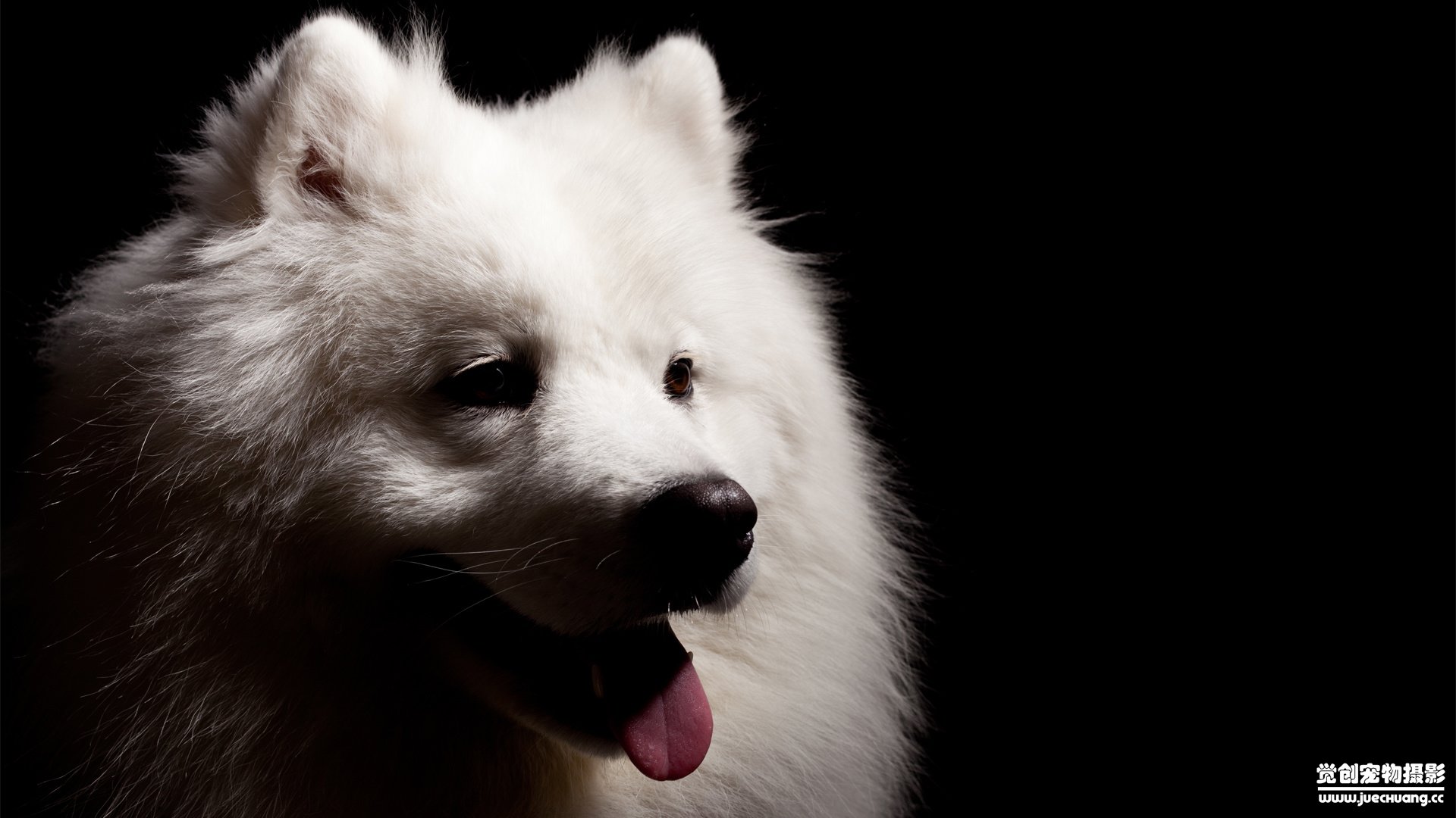 萌宠,觉创摄影,汪星人,狗,可爱,卖萌图,@觉创摄影,儿童桌面专用