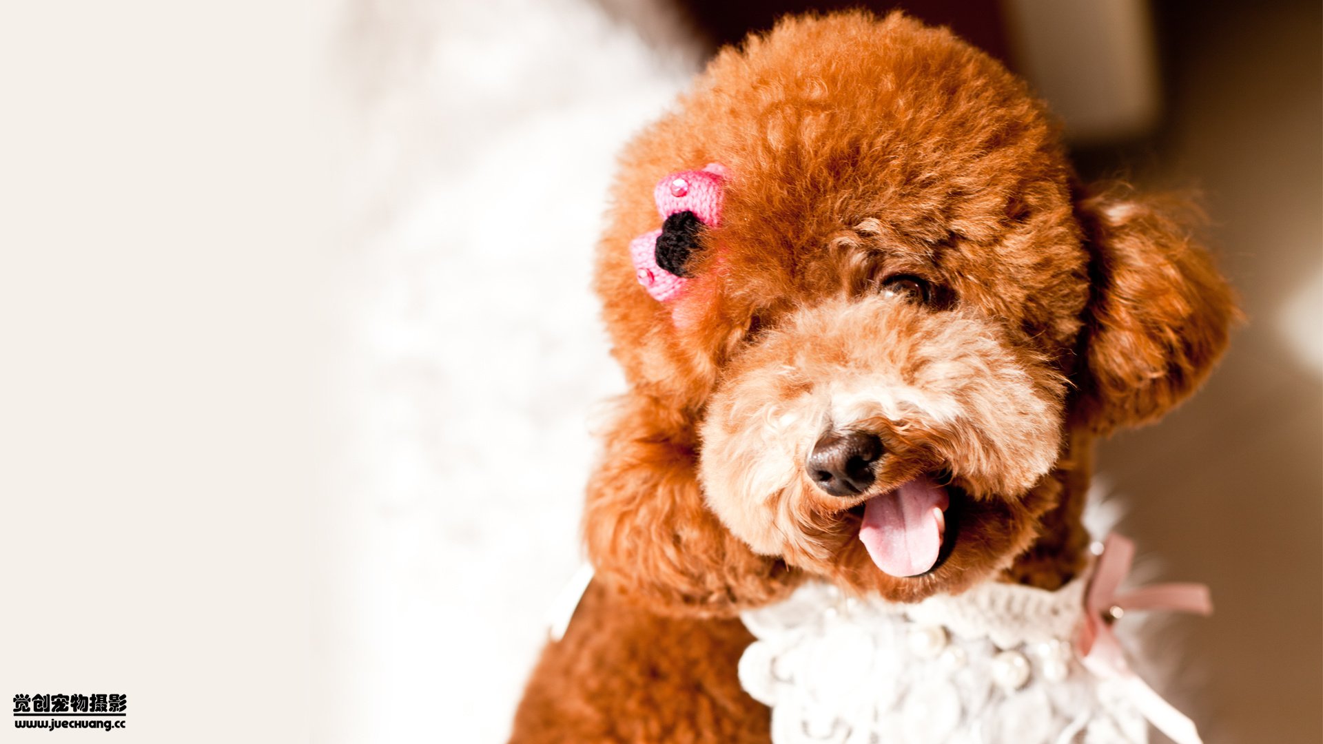 萌宠,汪星人,狗,可爱,卖萌图,古灵精怪,觉创摄影,@觉创摄影,儿童桌面专用