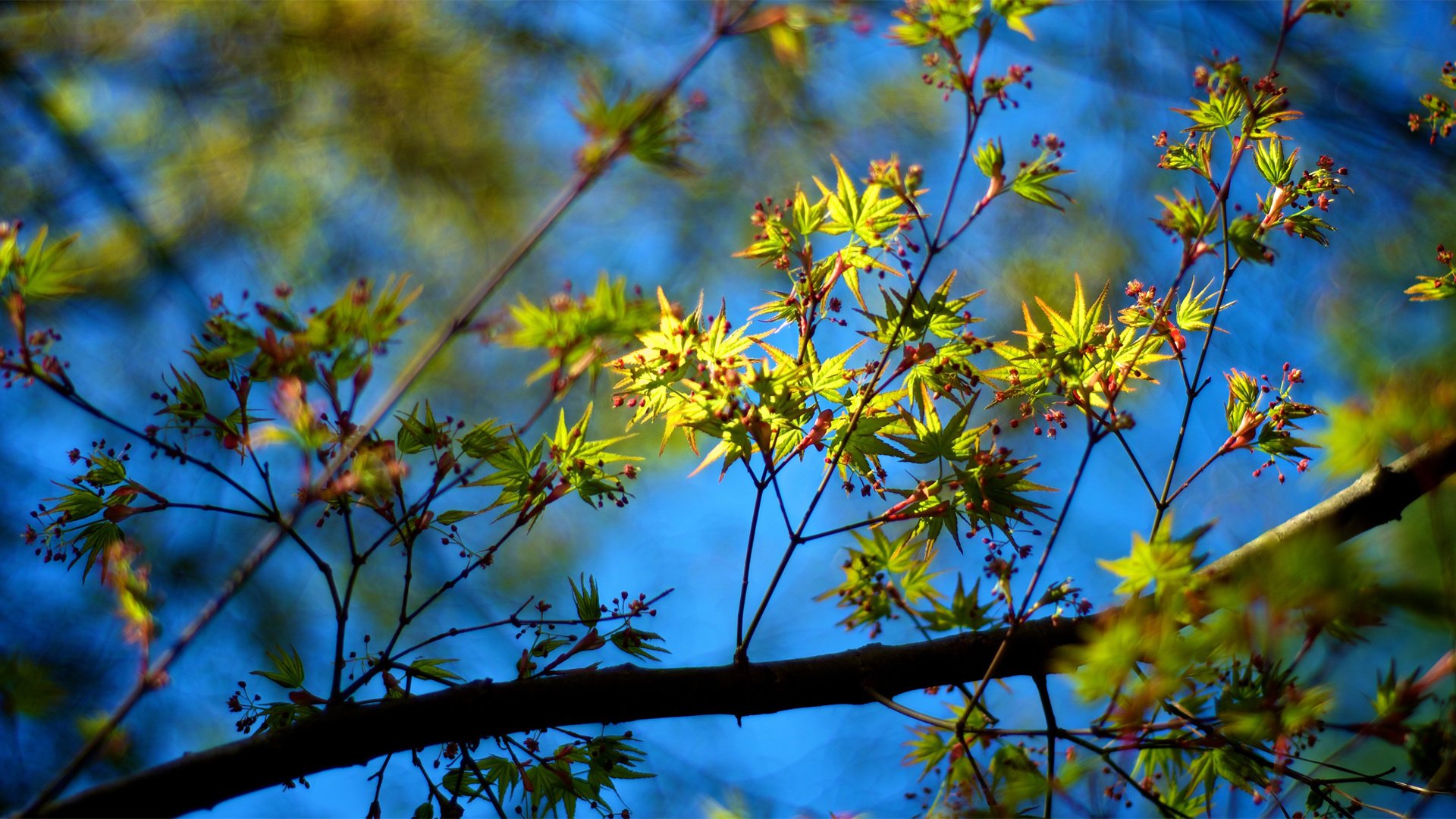 小清新,清新淡雅,儿童桌面专用