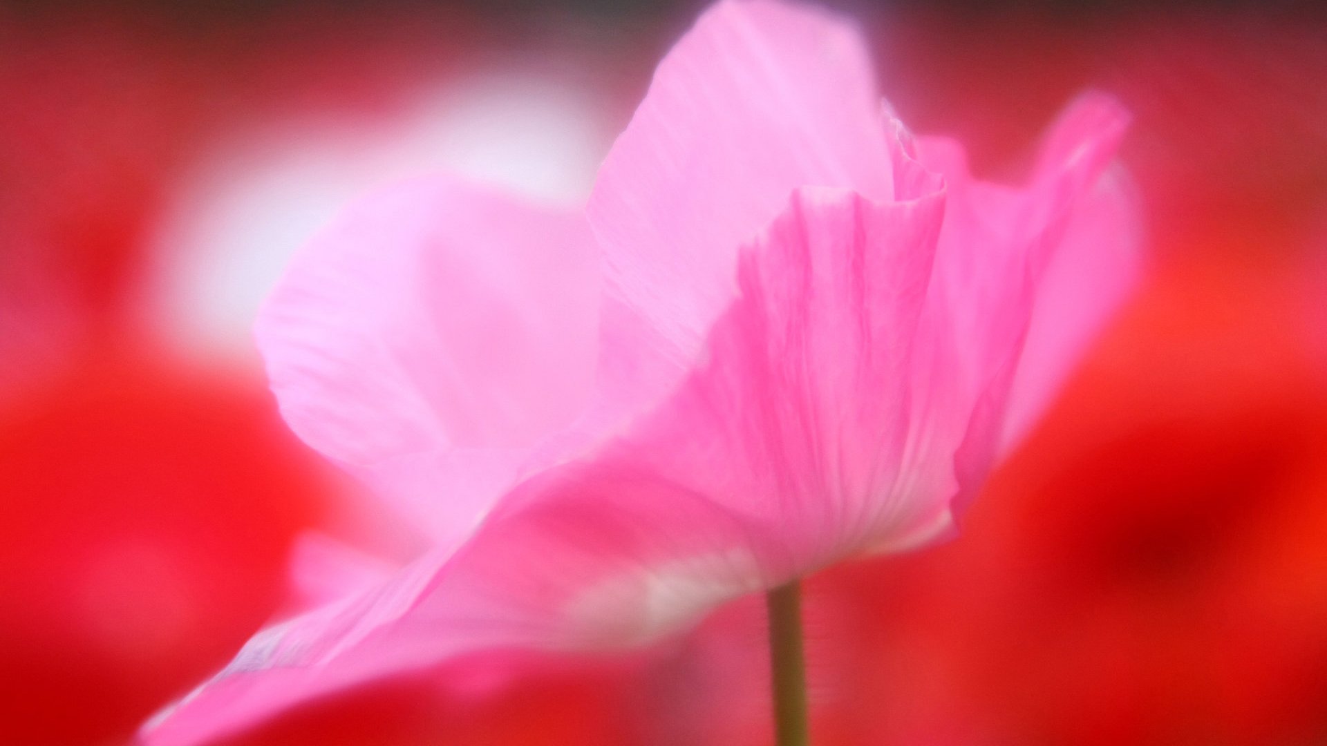 风景,春意盎然,儿童桌面专用