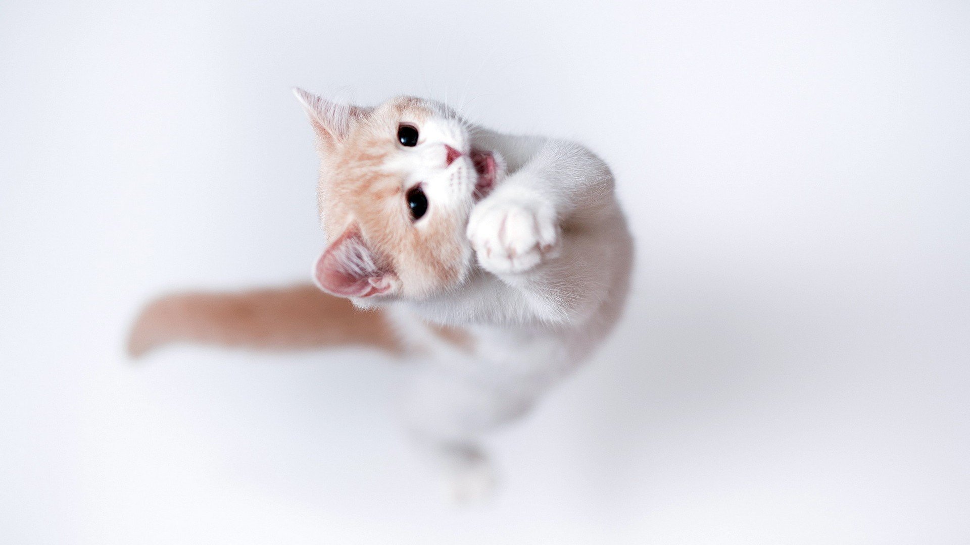 萌宠,猫,喵星人,卖萌图,可爱,古灵精怪,儿童桌面专用