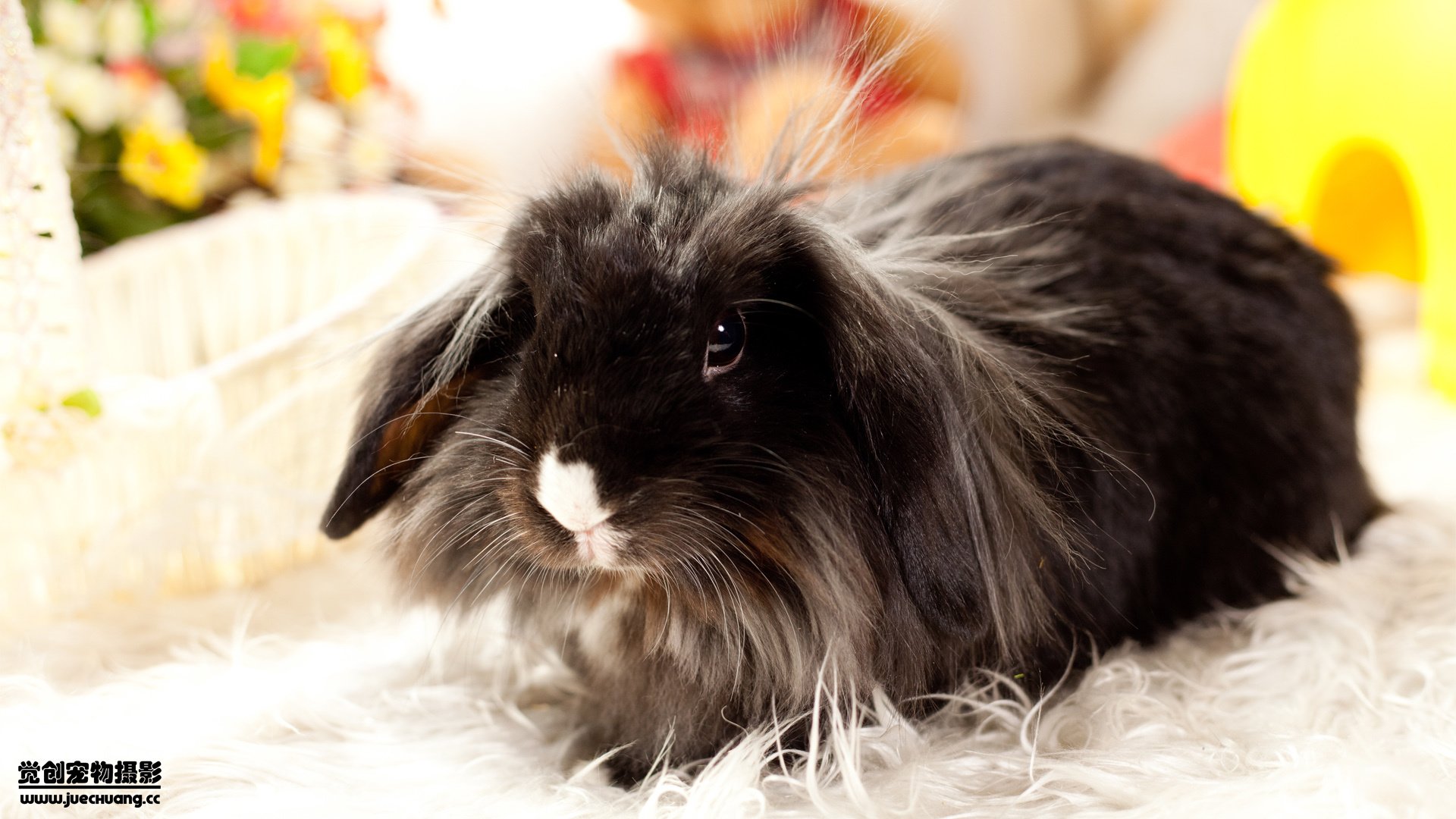 萌宠,野生动物,兔子,可爱,卖萌图,古灵精怪,觉创摄影,@觉创摄影,儿童桌面专用