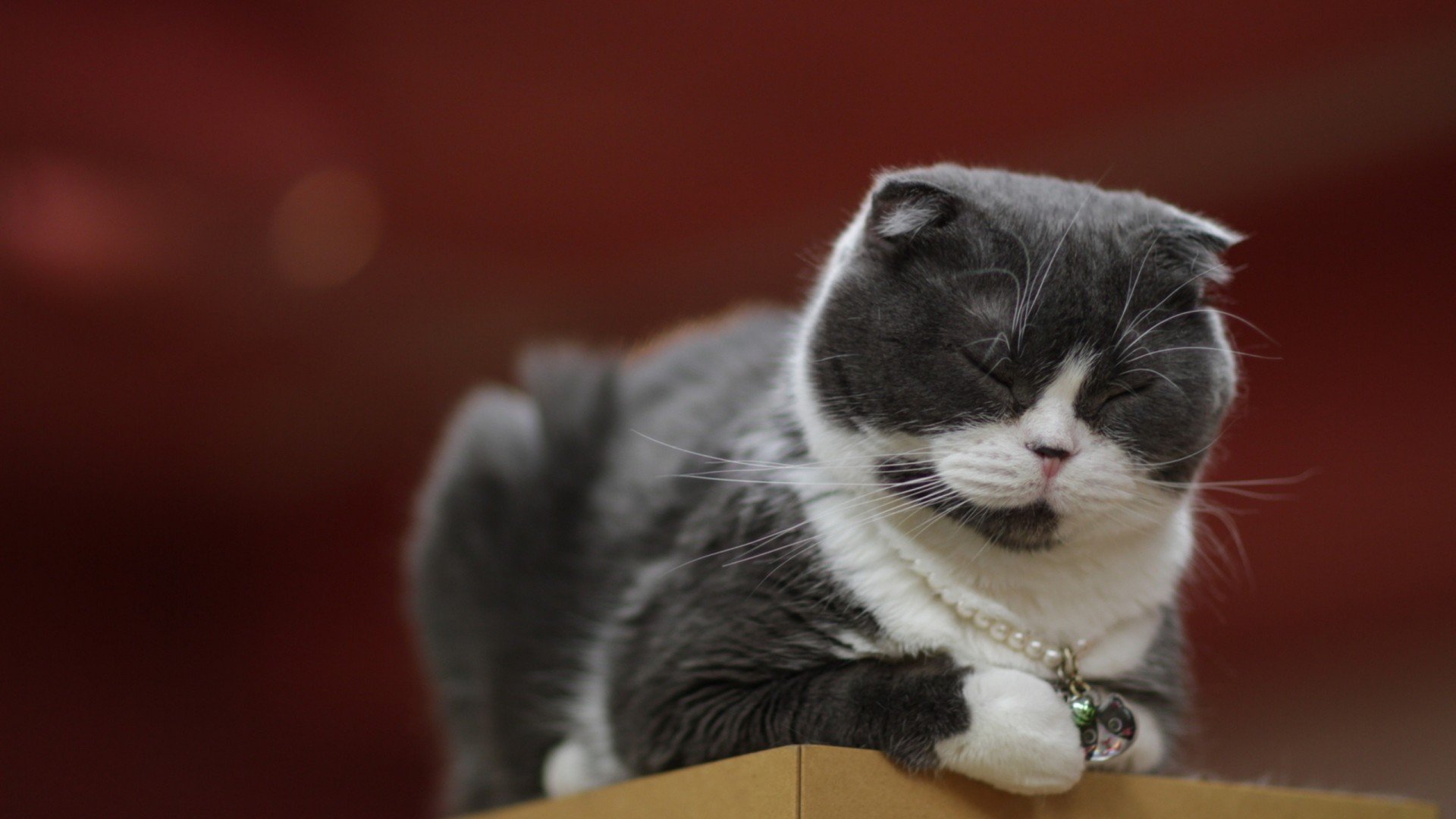 萌宠,喵星人,猫,古灵精怪,可爱,卖萌,宠物,儿童桌面专用