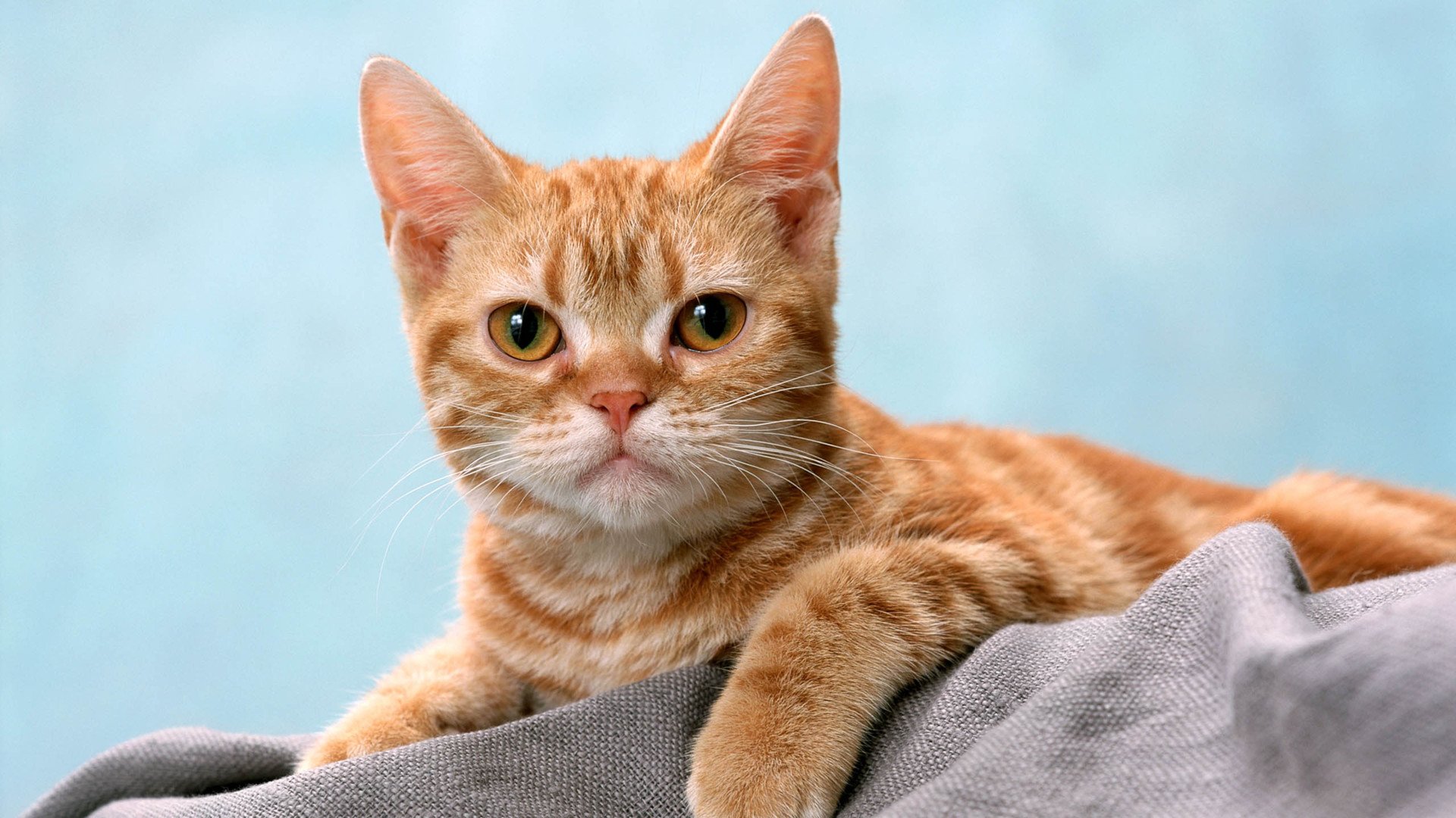 萌宠,喵星人,喵,可爱,卖萌图,儿童桌面专用