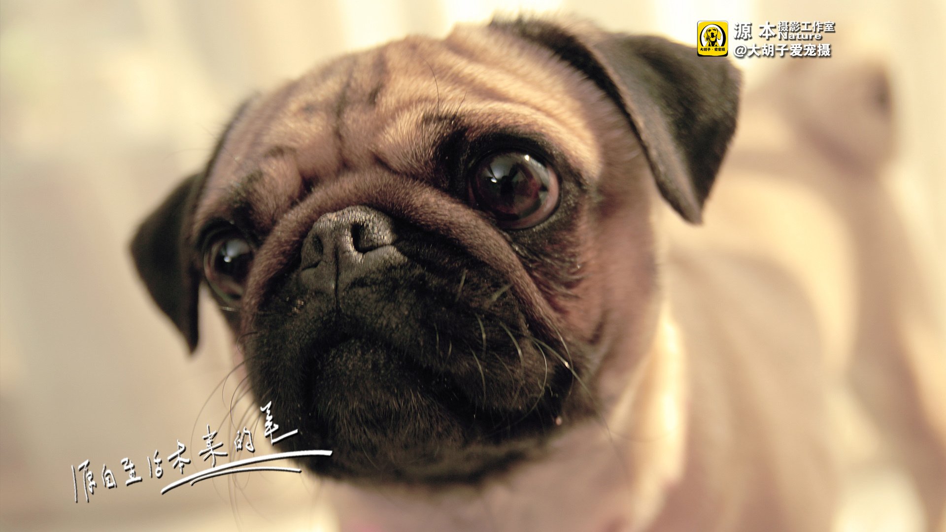 萌宠,狗,汪星人,古灵精怪,可爱,源本摄影,@大胡子爱宠摄,儿童桌面专用