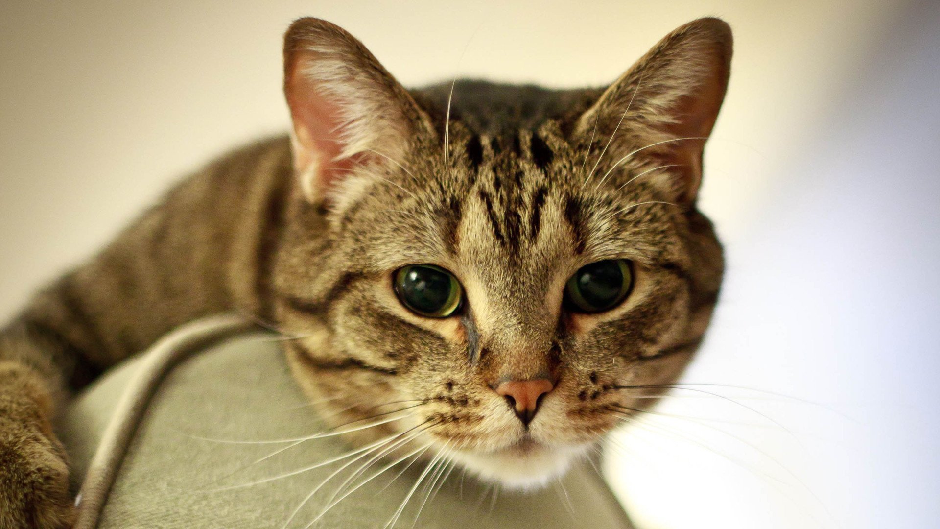 萌宠,喵星人,喵,可爱,卖萌图,儿童桌面专用