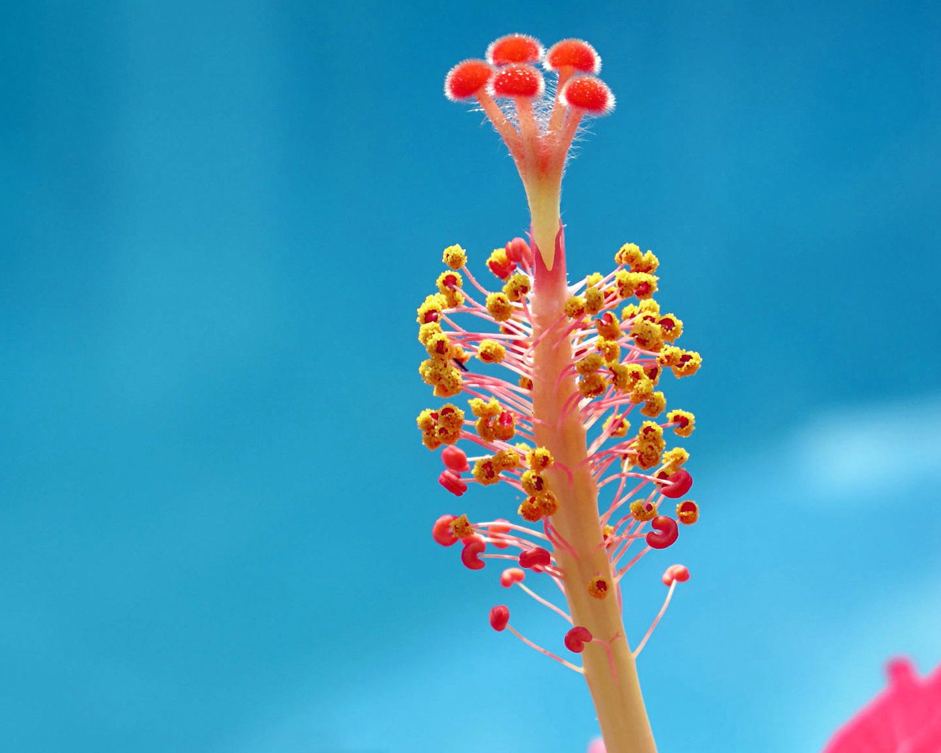 小清新,娇艳欲滴,清新淡雅,儿童桌面专用